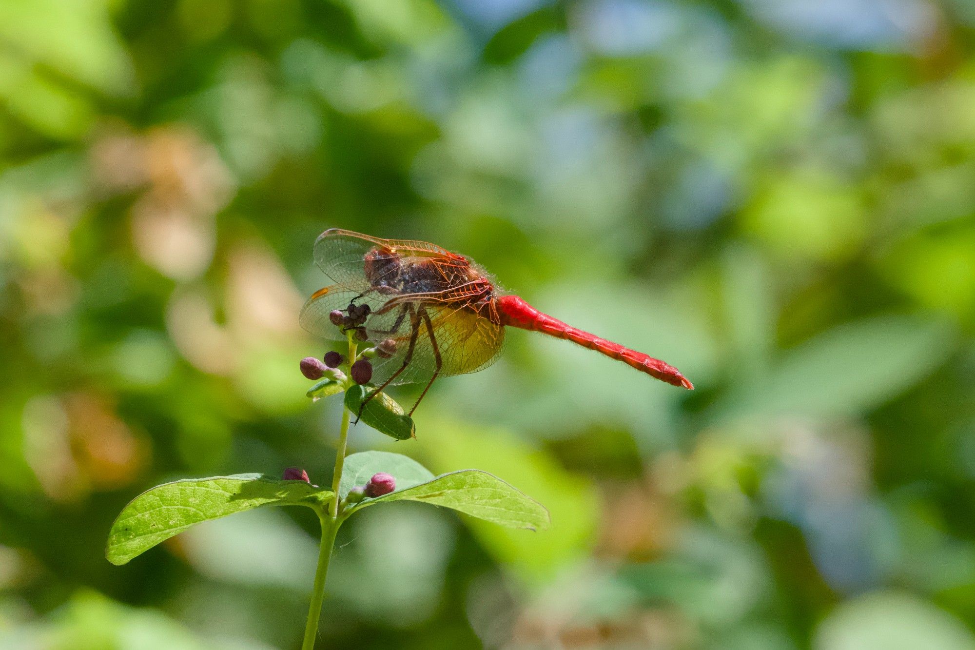 A Flame Skimmer -- a bright red dragonfly with prominent red veins in its wings -- is sitting on a leaf