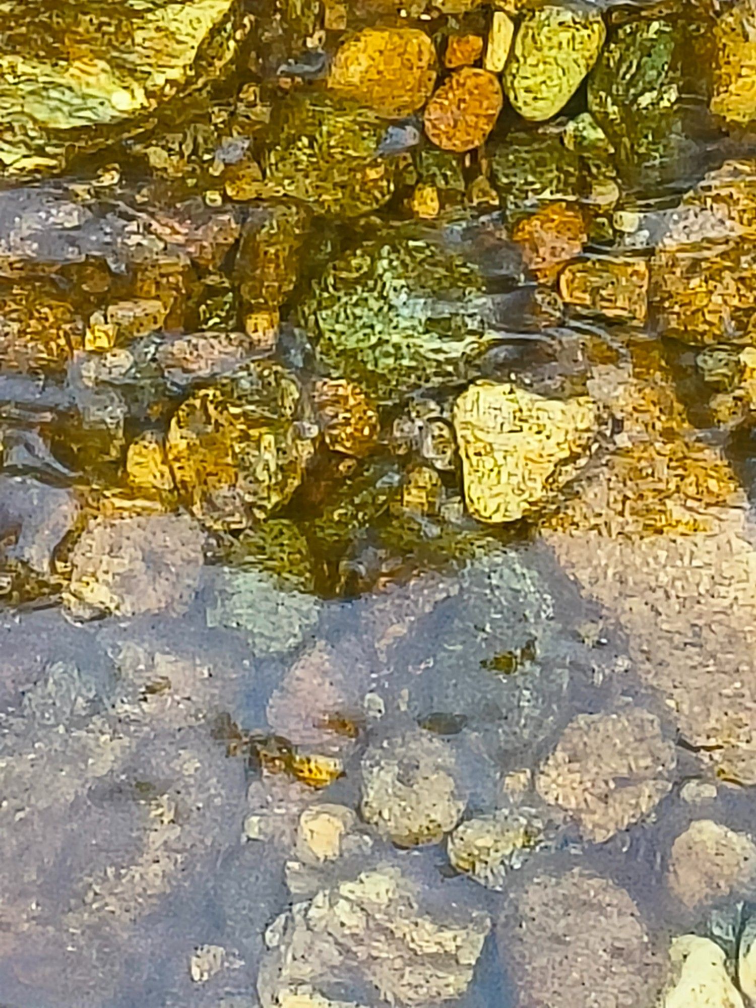 Photo through peat coloured water of the rocks on the bed of a highland burn.
Argyll, Scotland 