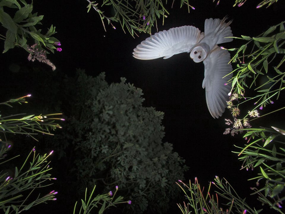 A photograph where the camera was on the ground shooting upwards. Flowers frame the photo and a white owl is flying over 