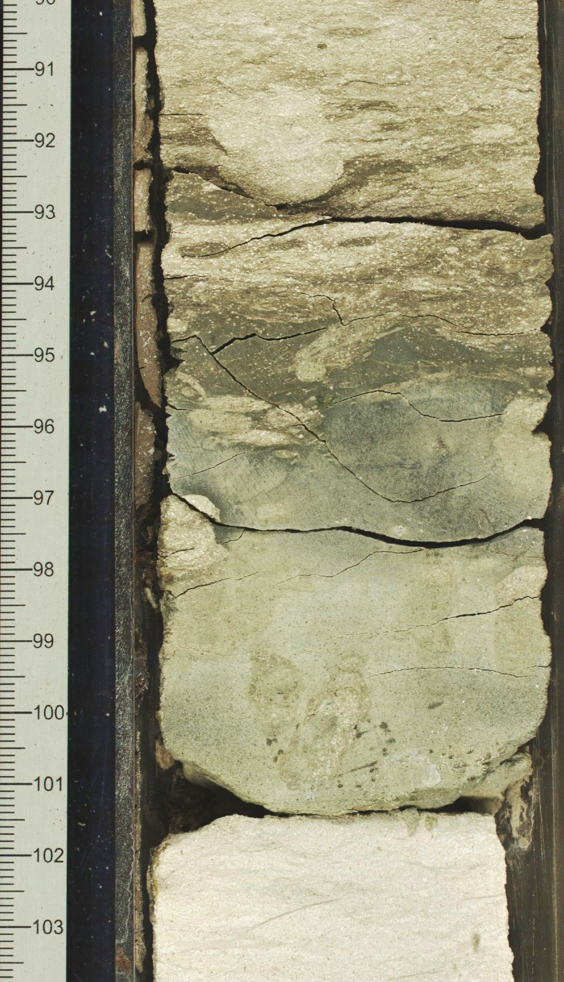 A photograph of  a halved cylinder of whitish sediments with a greyish layer of volcanic ash in the sequence. At left a ruler marks about 11 cm  of the drill core