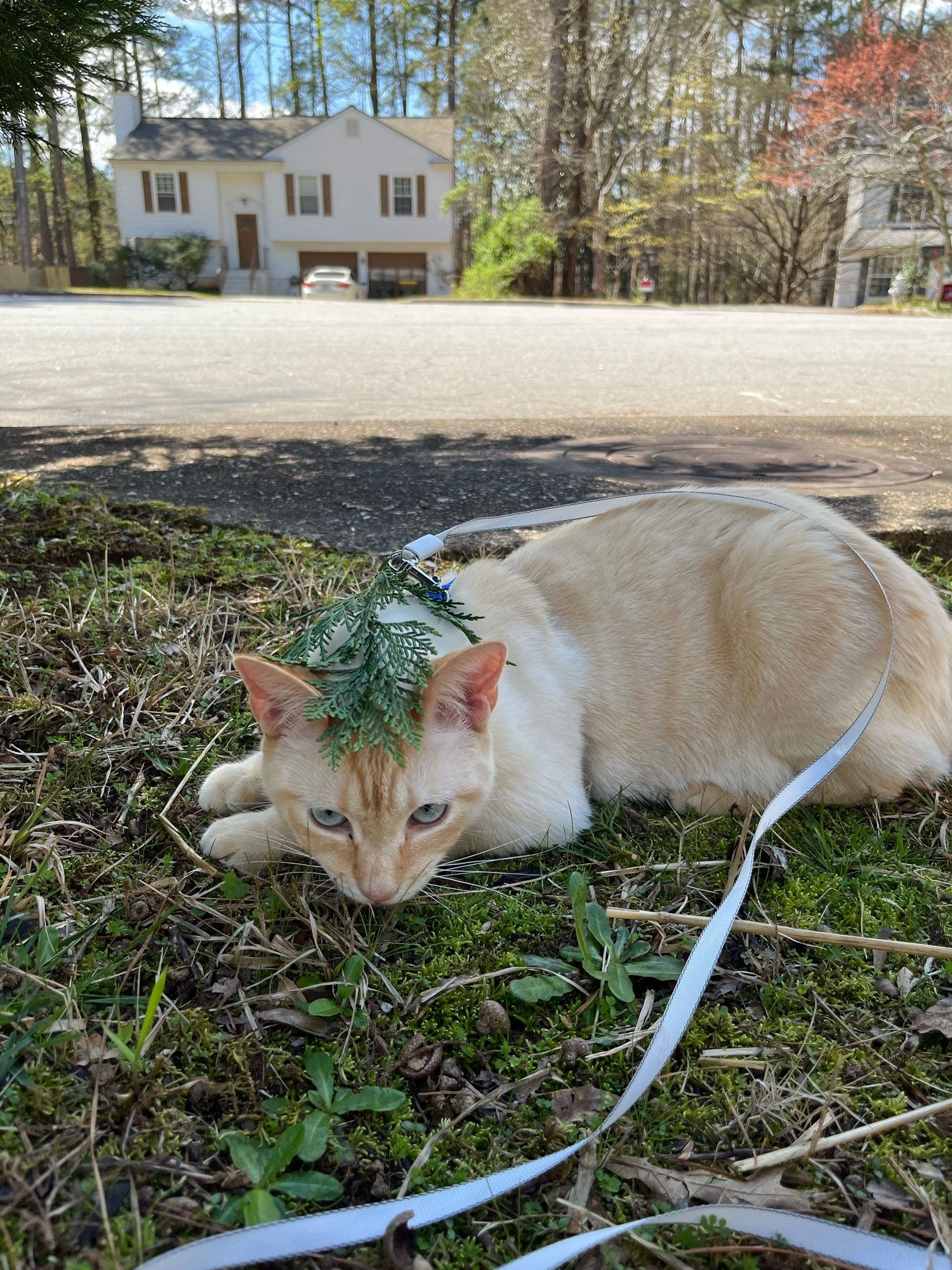 An orange Siamese cat, outside. He is wearing a harness and has a lead on his head. He is contemplating his life and choices.