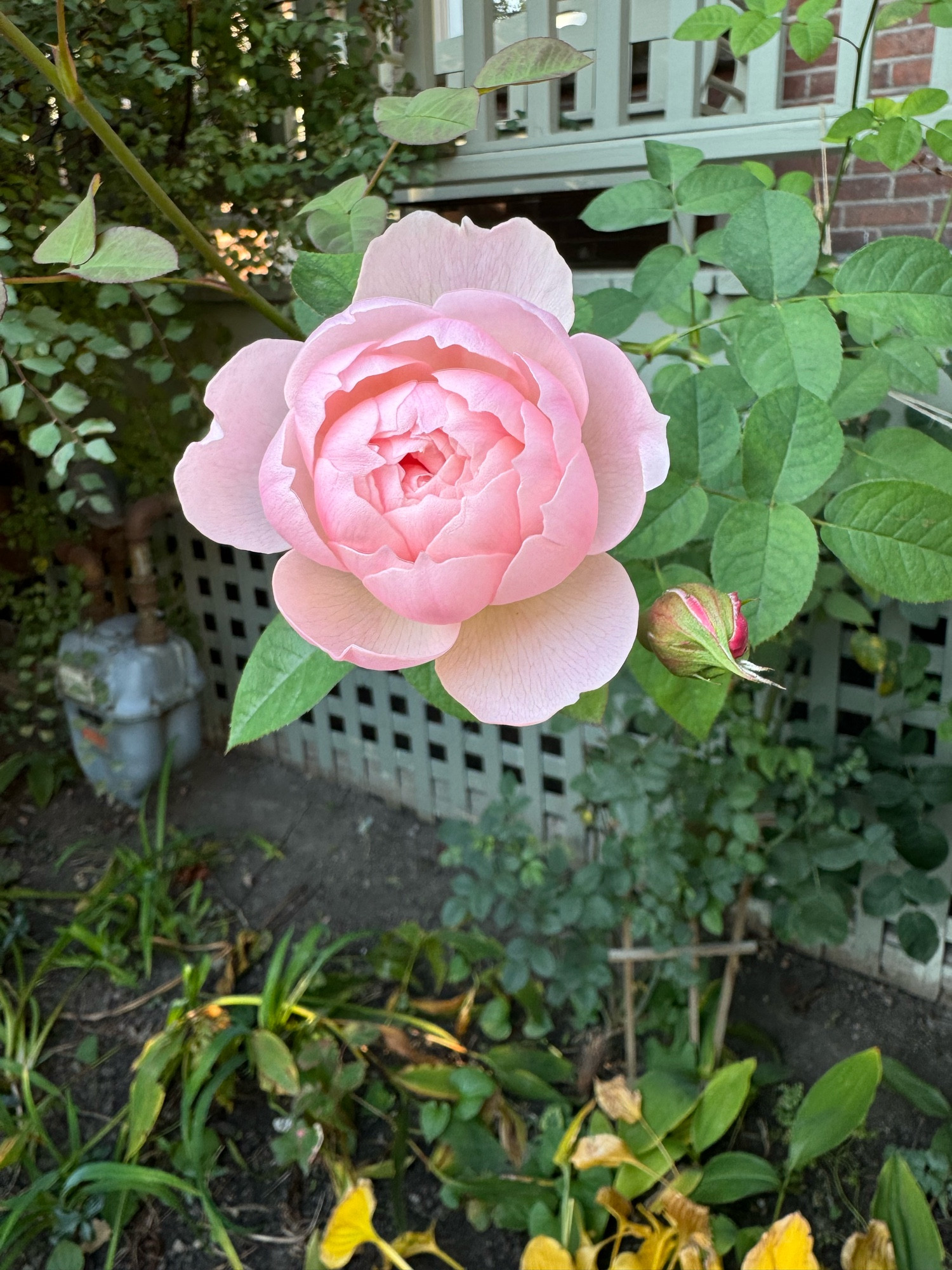 Pink rose with another unopened bud beside it. 