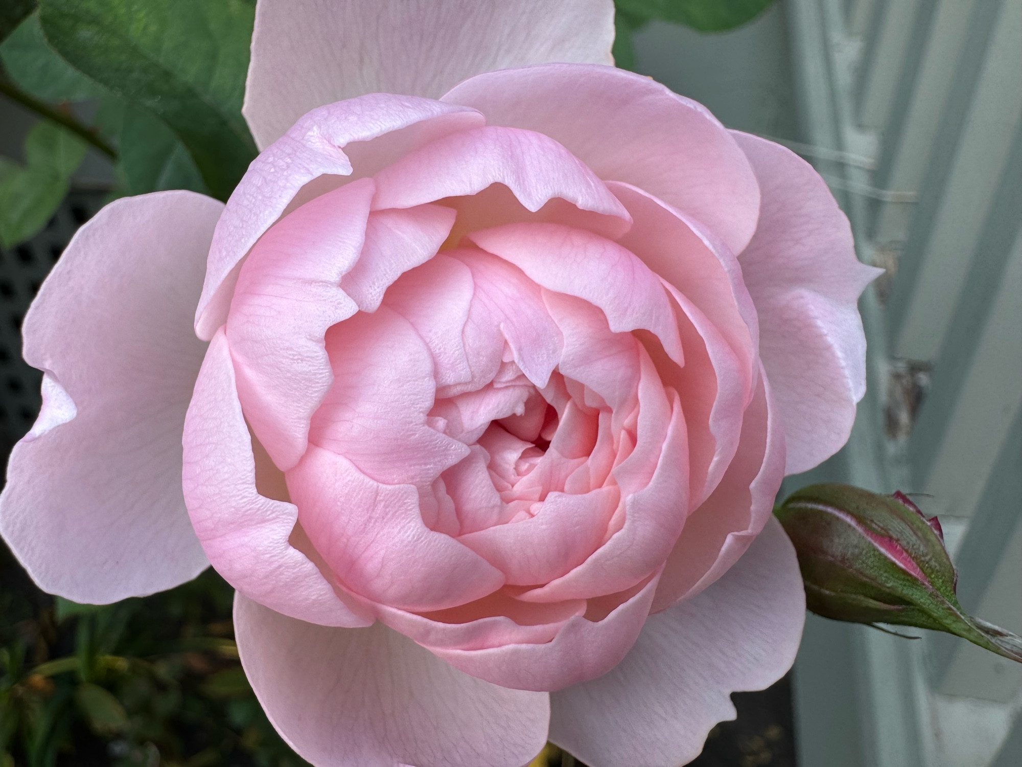 Close up of Pink rose with another unopened bud beside it. 