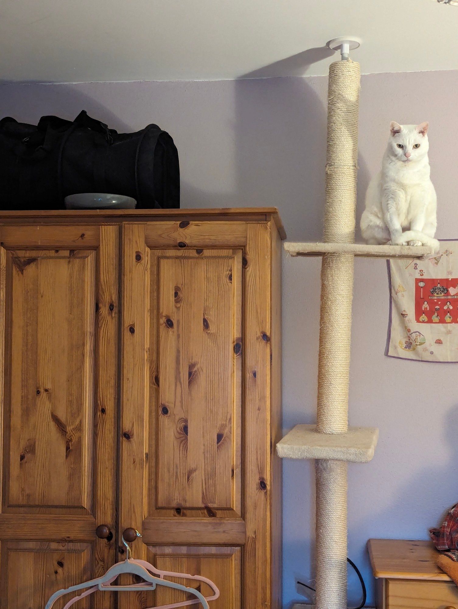 Huckleberry, a white cat, sitting expectedly atop a cat tree near an empty bowl of food.