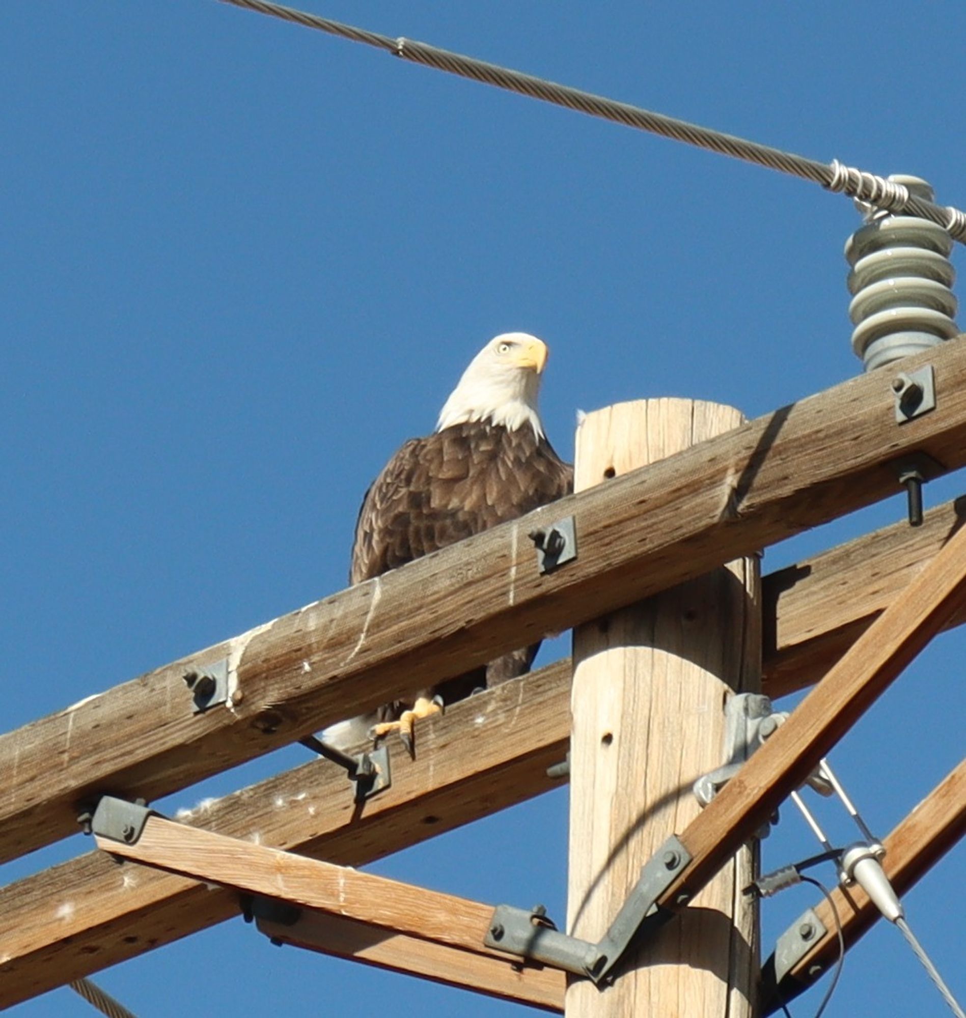 A bald eagle sitting on a telephone pole, glaring in my direction.