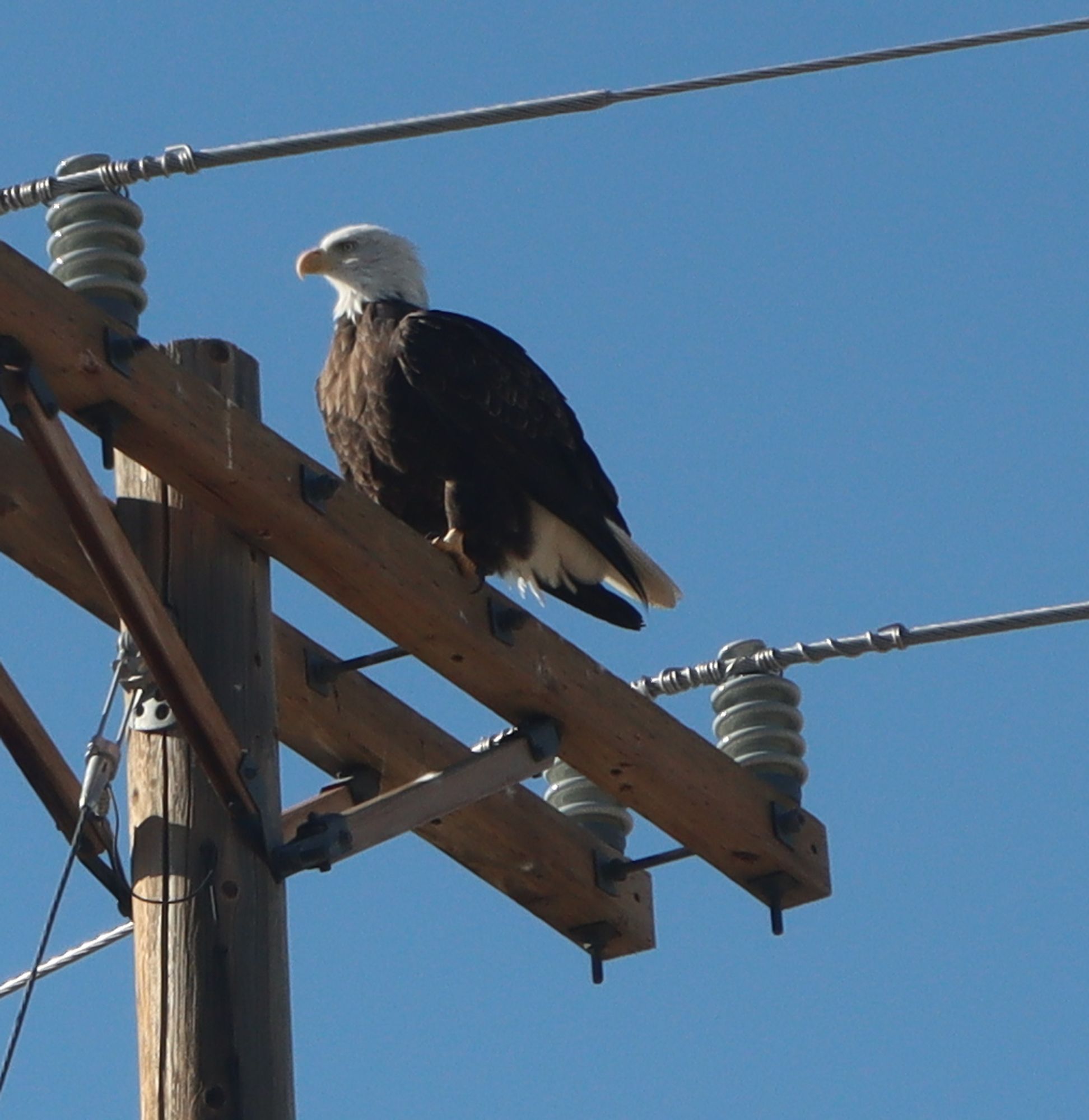 A bald eagle sitting on a telephone pole, slightly buffeted by the wind