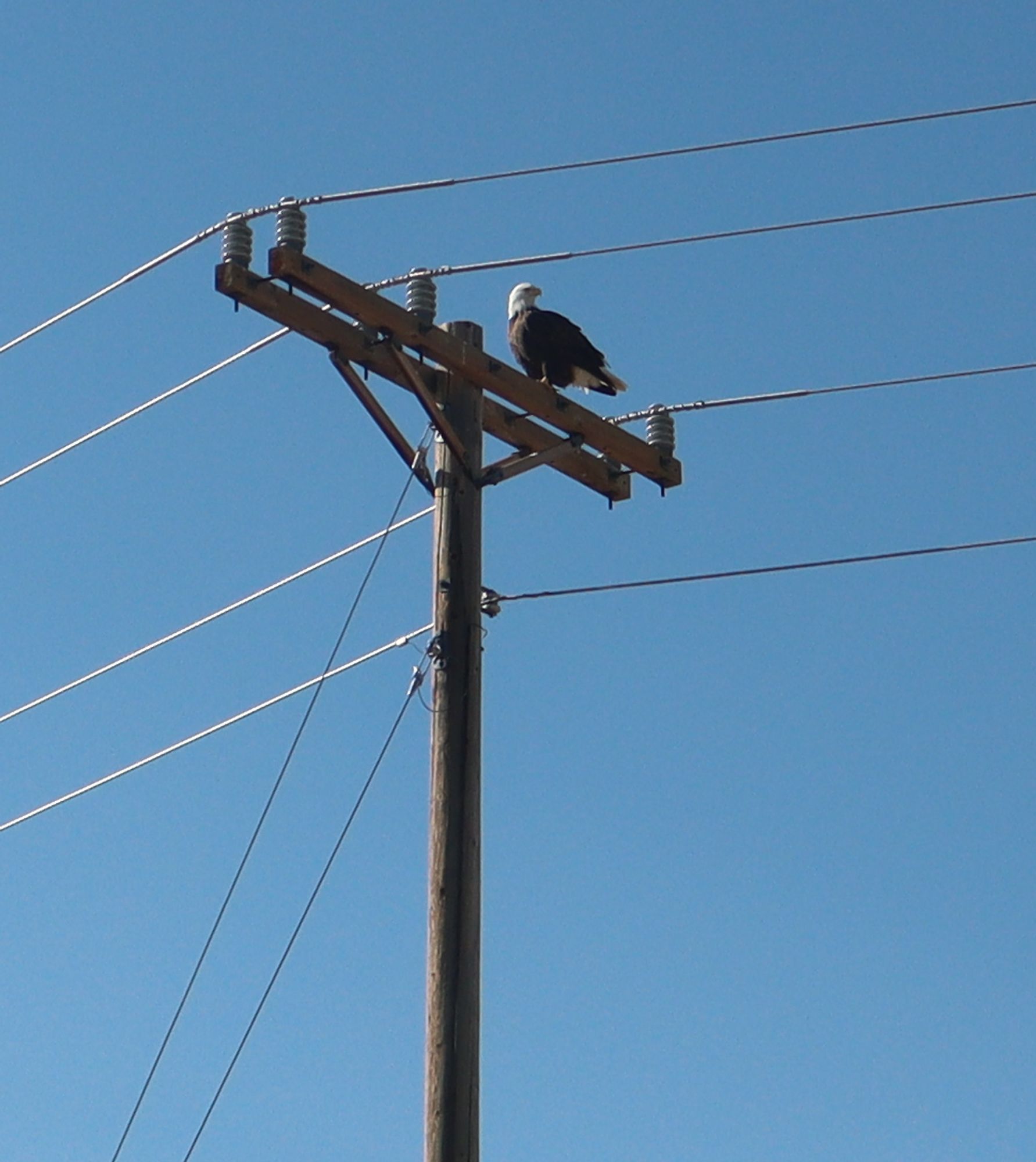 A bald eagle sitting on a telephone pole, slightly buffeted by the wind