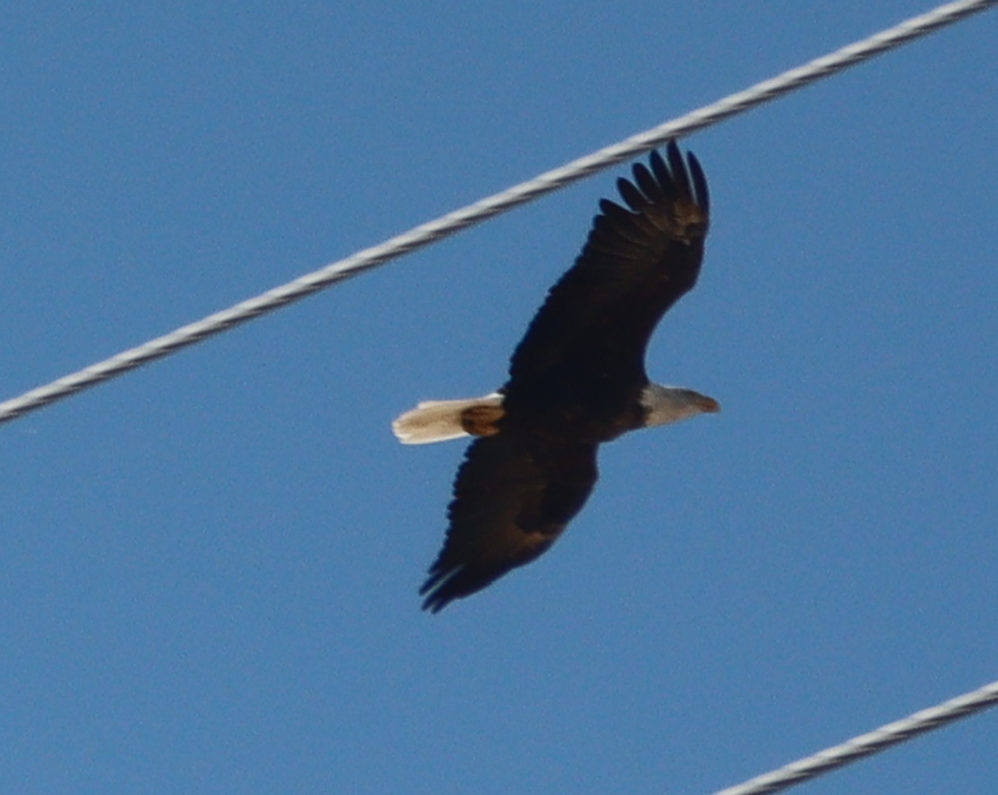 A bald eagle, aloft