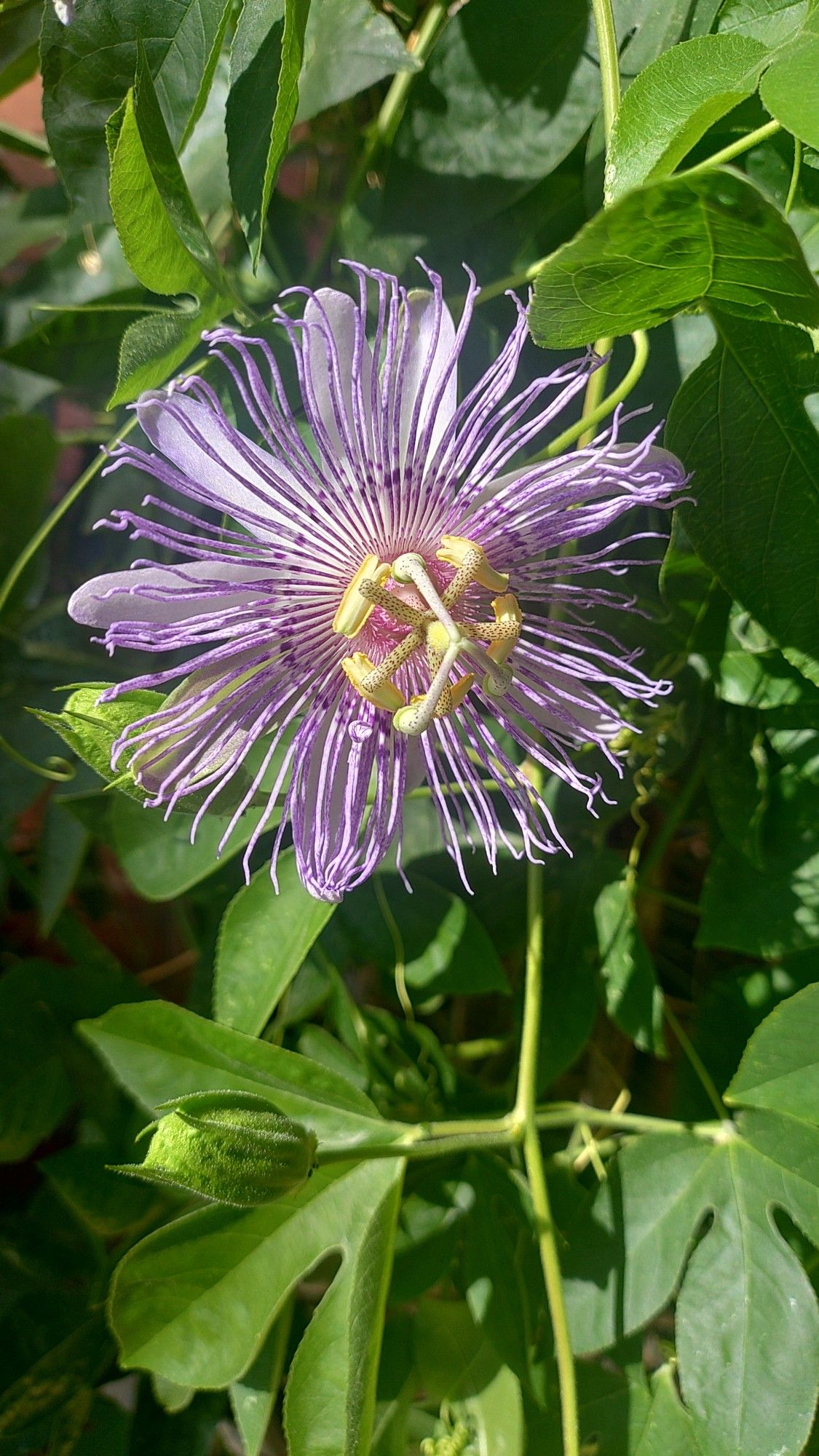 A lovely purple passionflower blossom