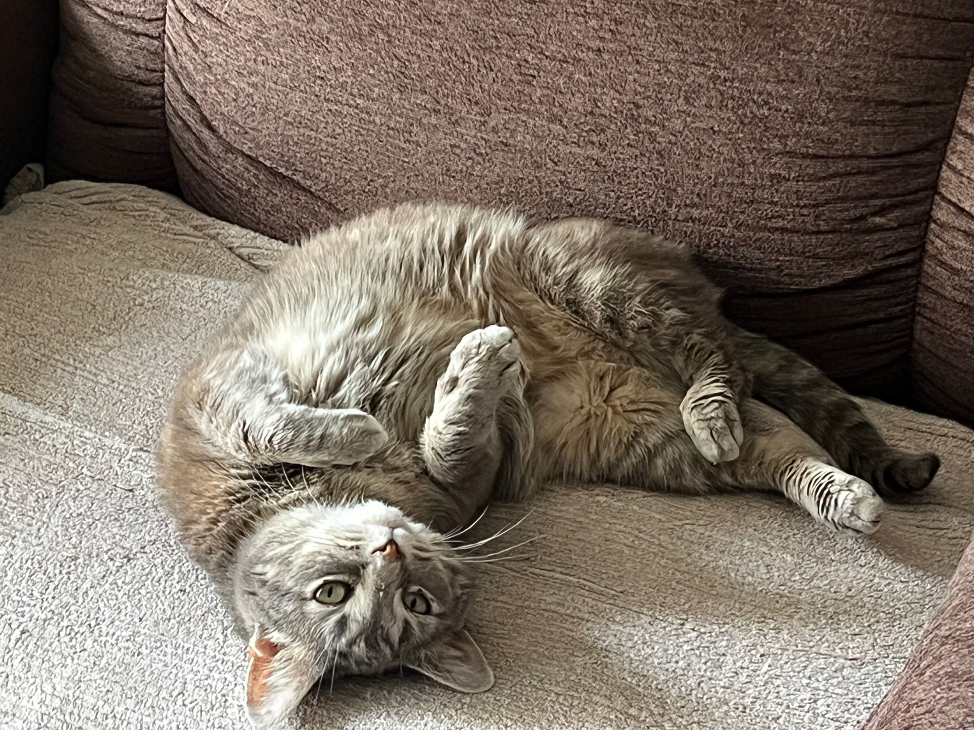 Kevin, a light gray tabby, lays on his back looking absurd. The tummy is not a trap.