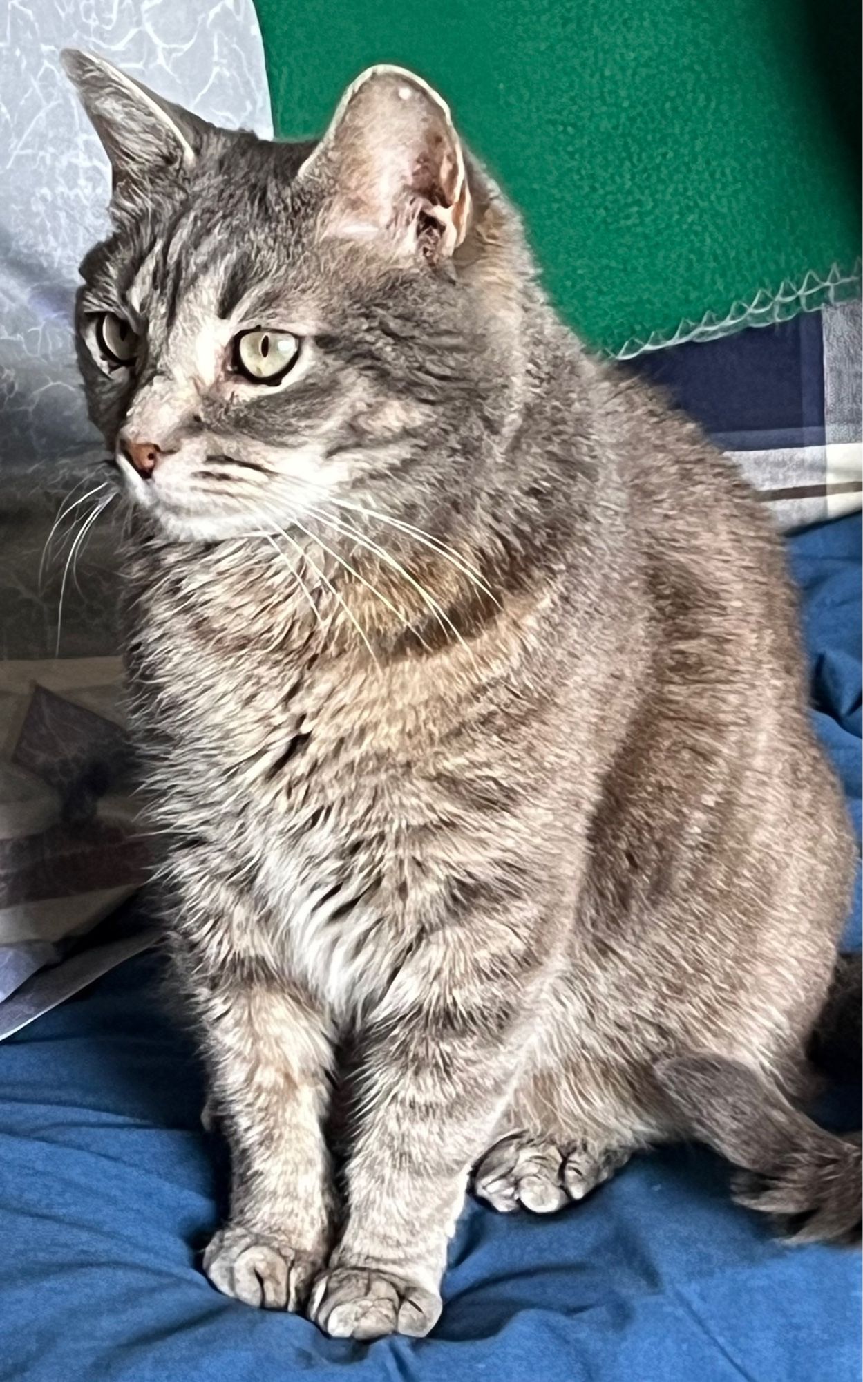 A light gray tabby cat with pale green eyes sits on a sofa looking off to the left of frame.