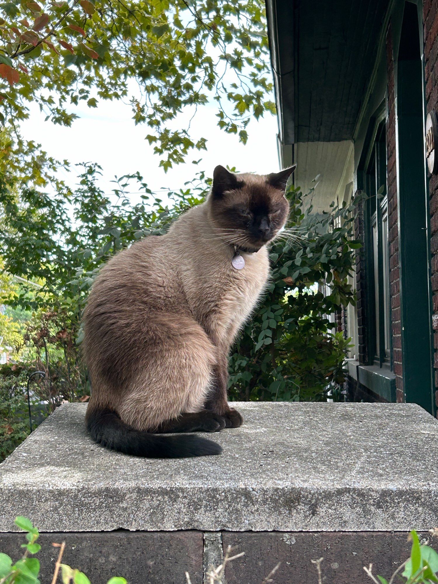 One regal AF Siamese cat sitting on a concrete plinth.