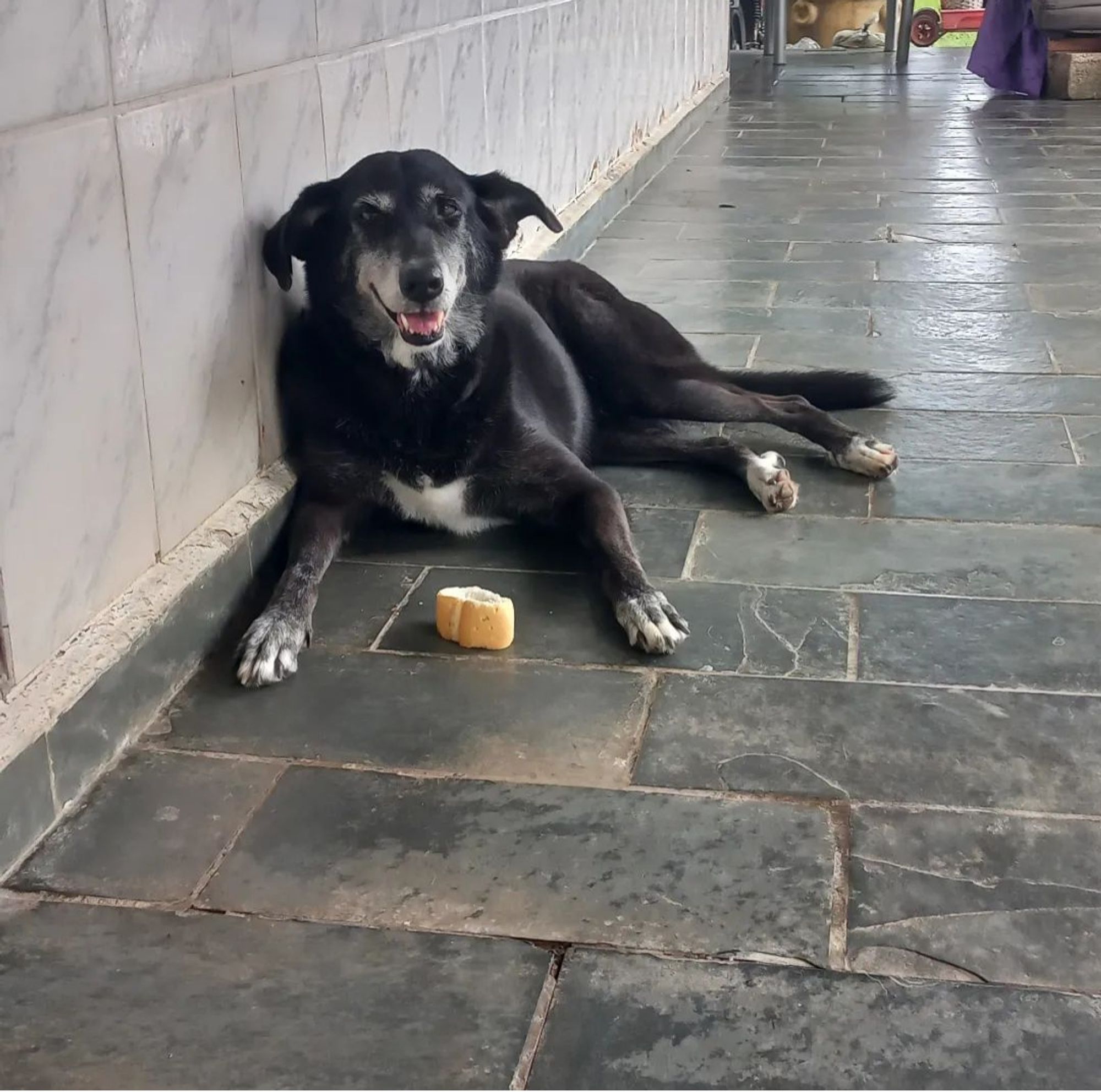 cadela de raça não definida na cor preta e detalhes brancos no peito, focinho e pontas das patas. está deitada num piso de ardósia e encostada numa parede branca com uma fatia de pão a sua frente. parece sorrir para a câmera.