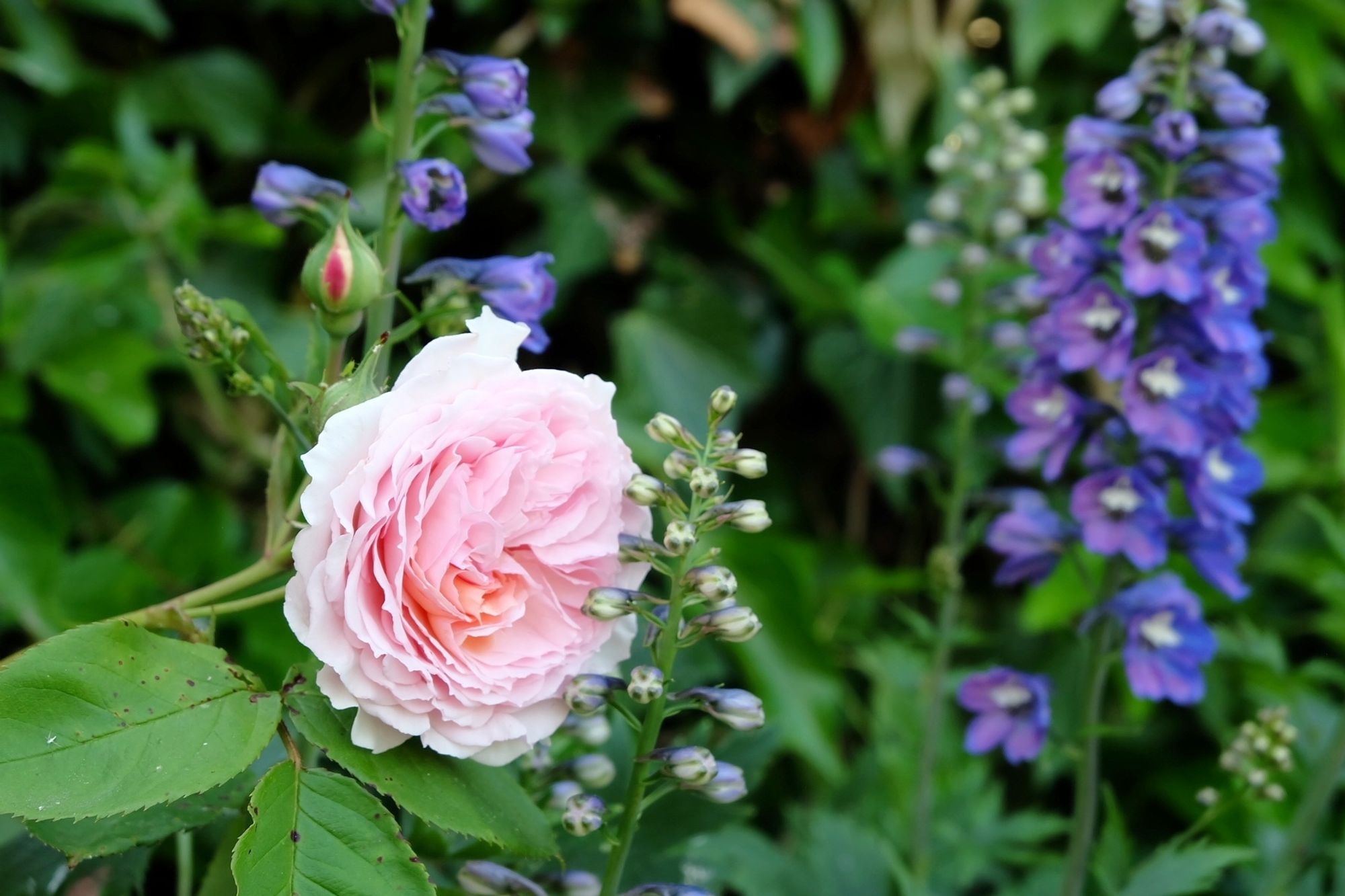 Climbing pink rose with delphiniums in flower and in bud