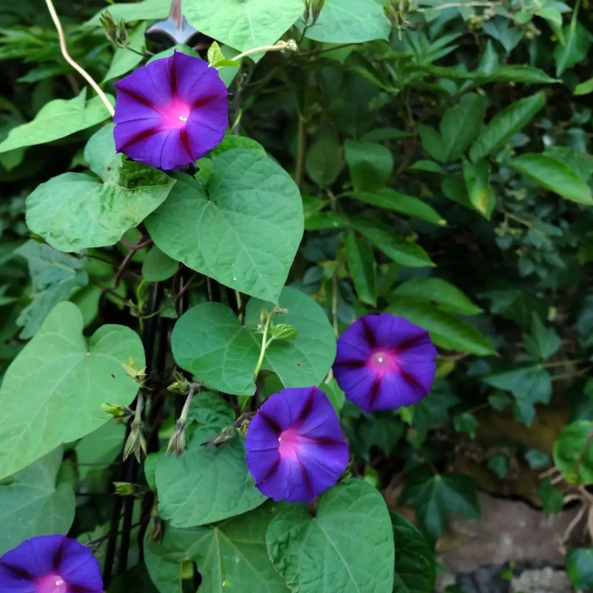 Morning glory in vivid blue on a vine with heart-shaped green leaves