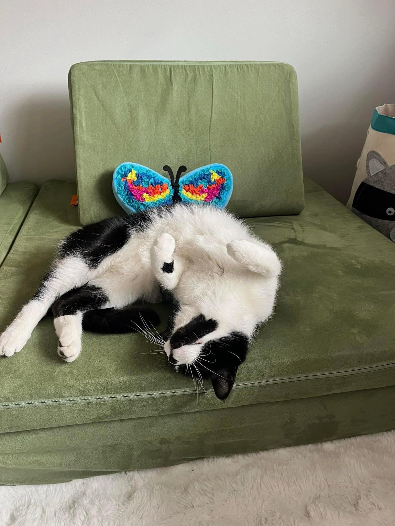 a black and white cat flops upside down playfully