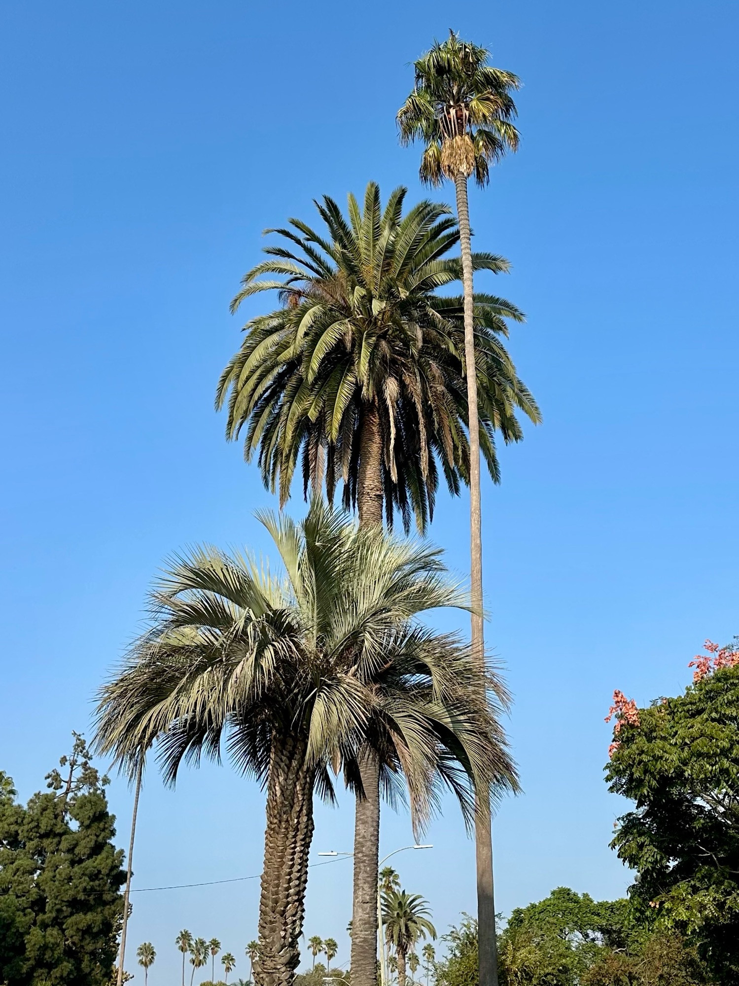 Photo of three palm trees. California fan Palm, canary, Island, date, palm, and perhaps a triangle palm