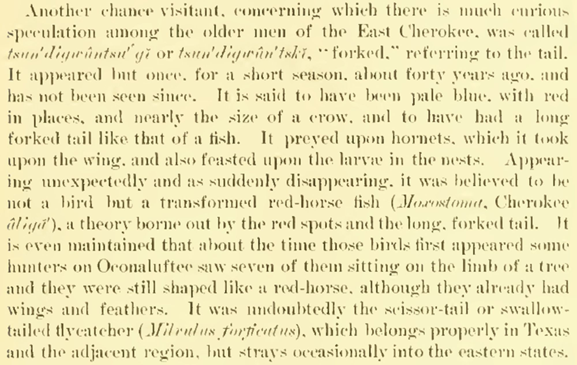 Another chance visitant, concerning which there is much curious speculation among the older men of the East Cherokee, was called tsun′digwûntsu′ʻgĭ or tsun′digwûn′tskĭ, “forked,” referring to the tail. It appeared but once, for a short season, about forty years ago, and has not been seen since. It is said to have been pale blue, with red in places, and nearly the size of a crow, and to have had a long forked tail like that of a fish. It preyed upon hornets, which it took upon the wing, and also feasted upon the larvæ in the nests. Appearing unexpectedly and as suddenly disappearing, it was believed to be not a bird but a transformed red-horse fish (Moxostoma, Cherokee âligă′), a theory borne out by the red spots and the long, forked tail. It is even maintained that about the time those birds first appeared some hunters on Oconaluftee saw seven of them sitting on the limb of a tree and they were still shaped like a red-horse, although they already had wings and feathers. It was undoubt