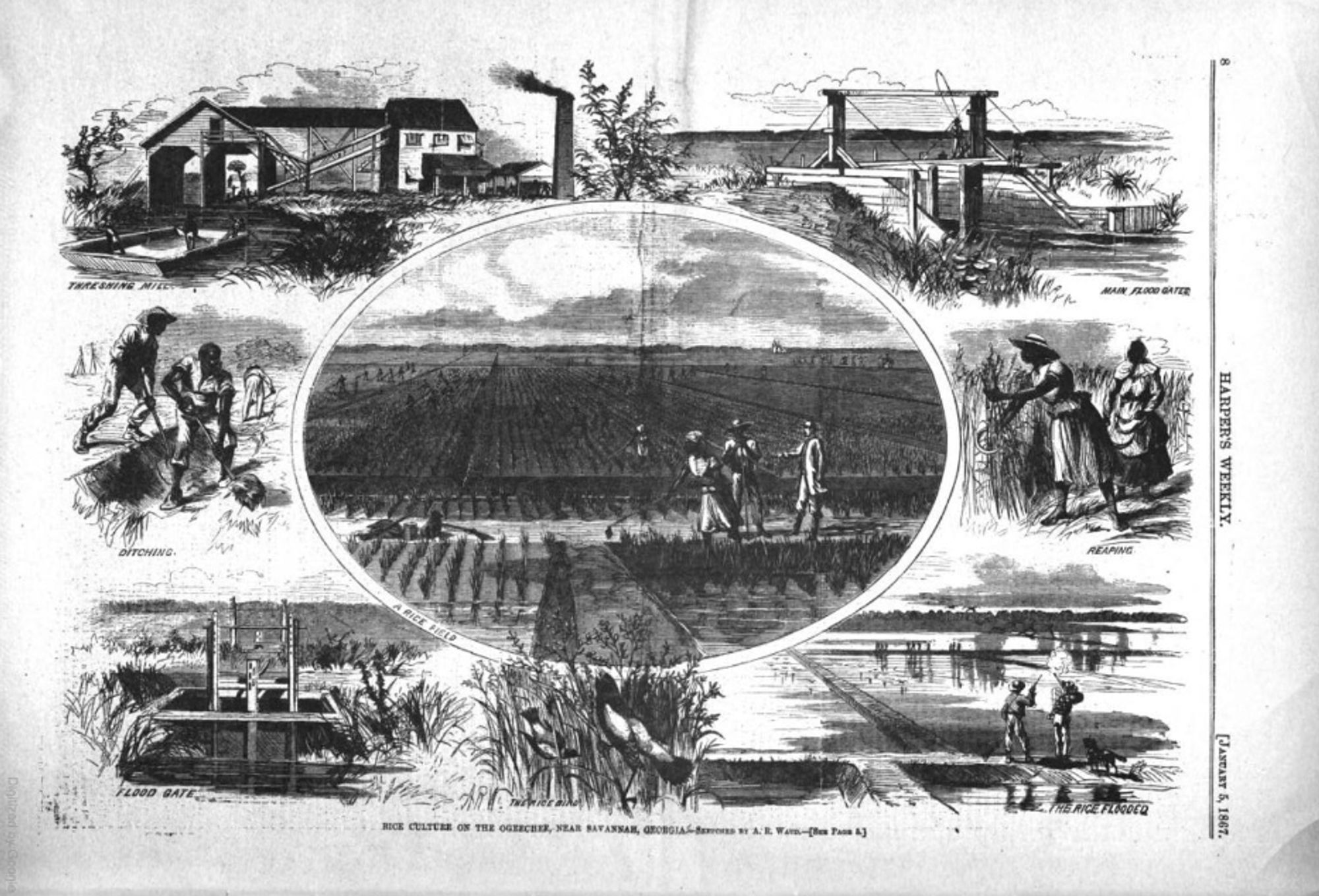 The January 5, 1867 issue of Harper’s Weekly included this full-page depiction of the rice production cycle on a Georgia plantation, which relied entirely on Black labor. Pictured at bottom is the rice bird, or bobolink.