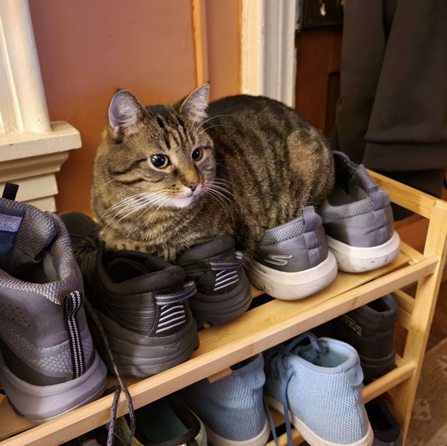 The same tabby cat somehow loafing on top of a bunch of sneakers on our shoe rack