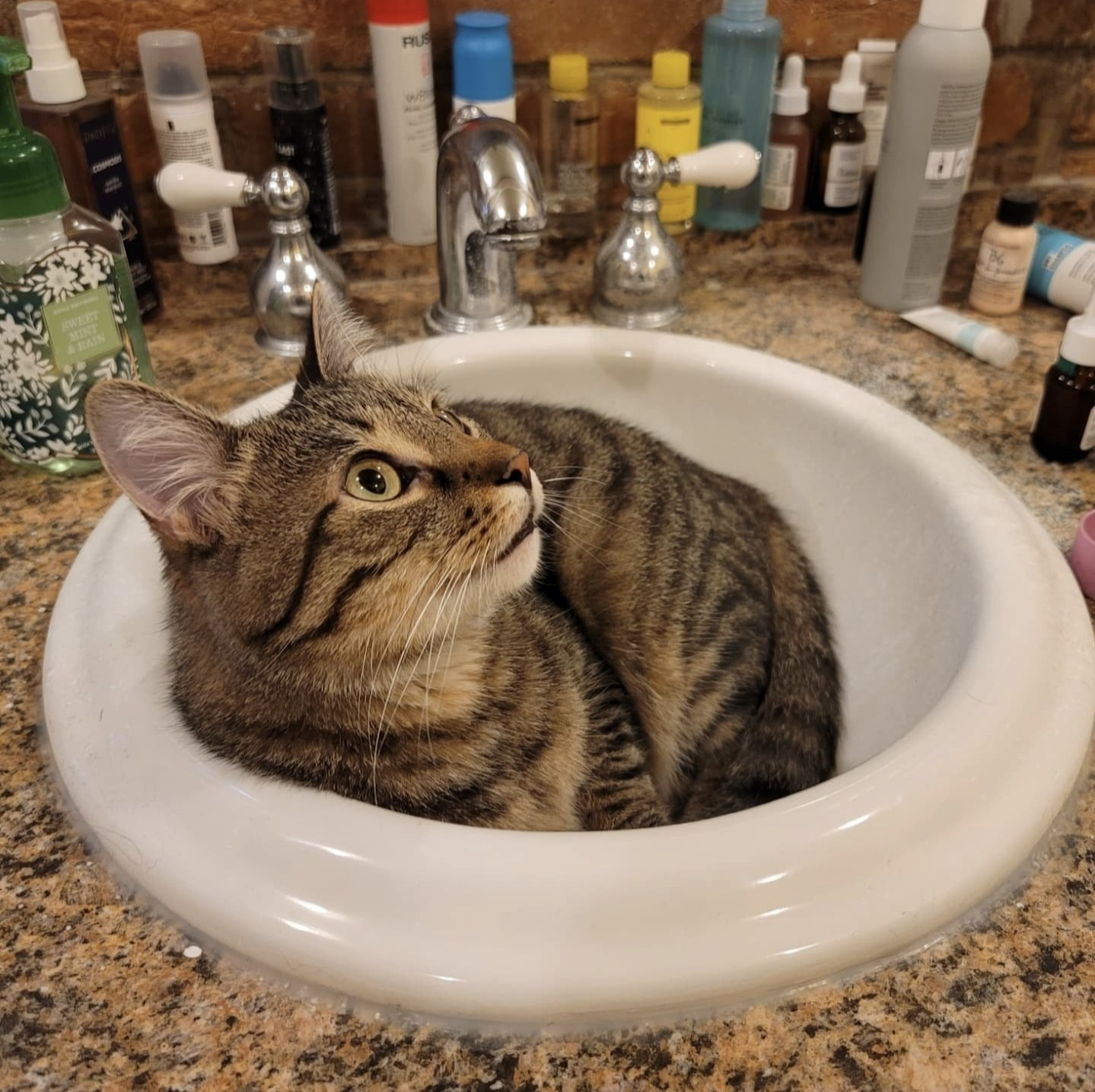 A brown tabby cat curled up in a bathroom sink