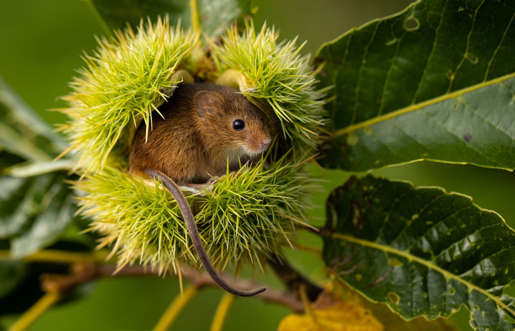 Foto von einer Maus in einer Edelkastanien-Schale