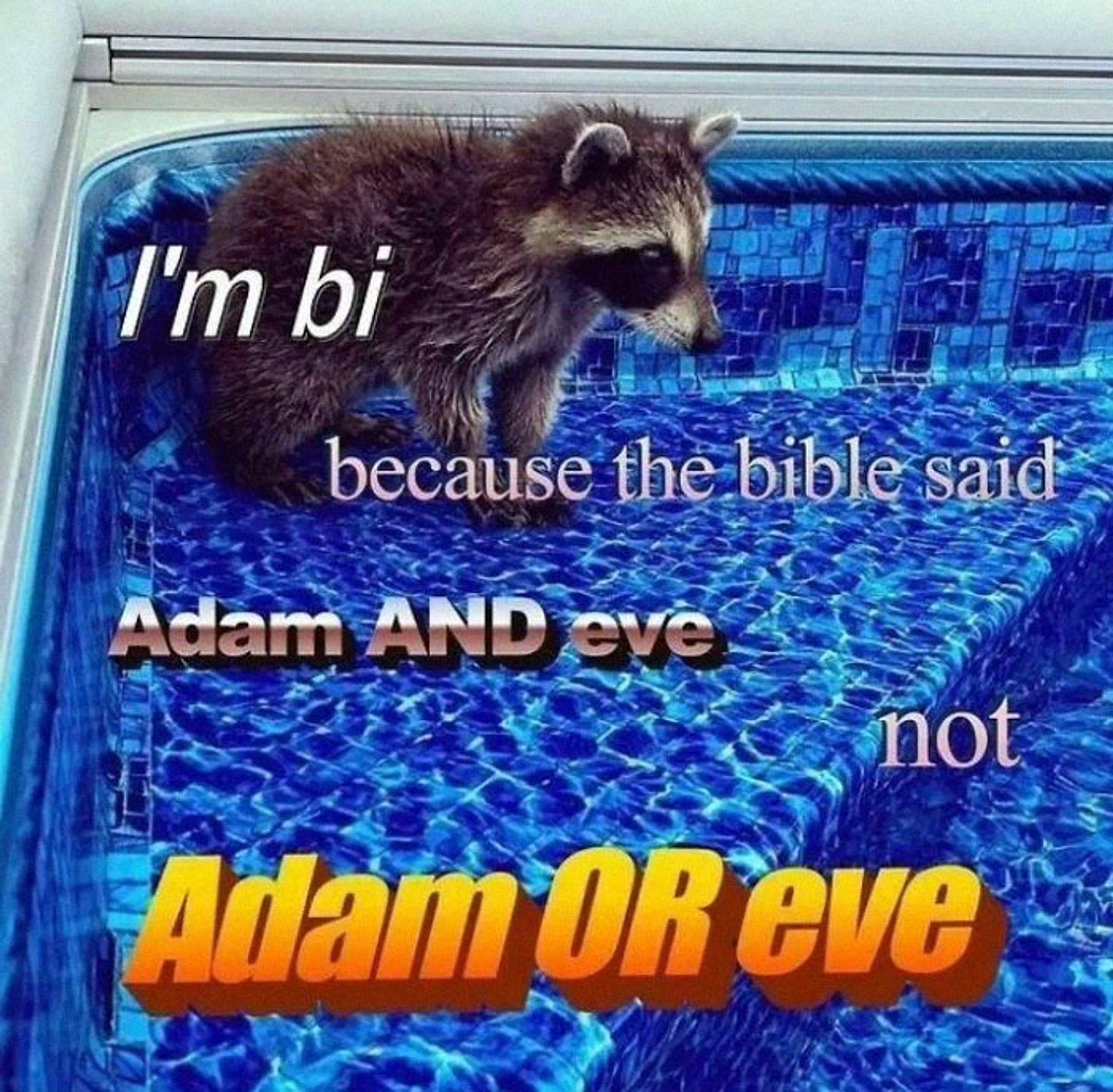 Foto von einem kleinen Waschbären am Rand eines Swimming Pools. Über das Foto steht geschrieben:
I'm bi
because the bible said
Adam AND eve
not
Adam OR eve