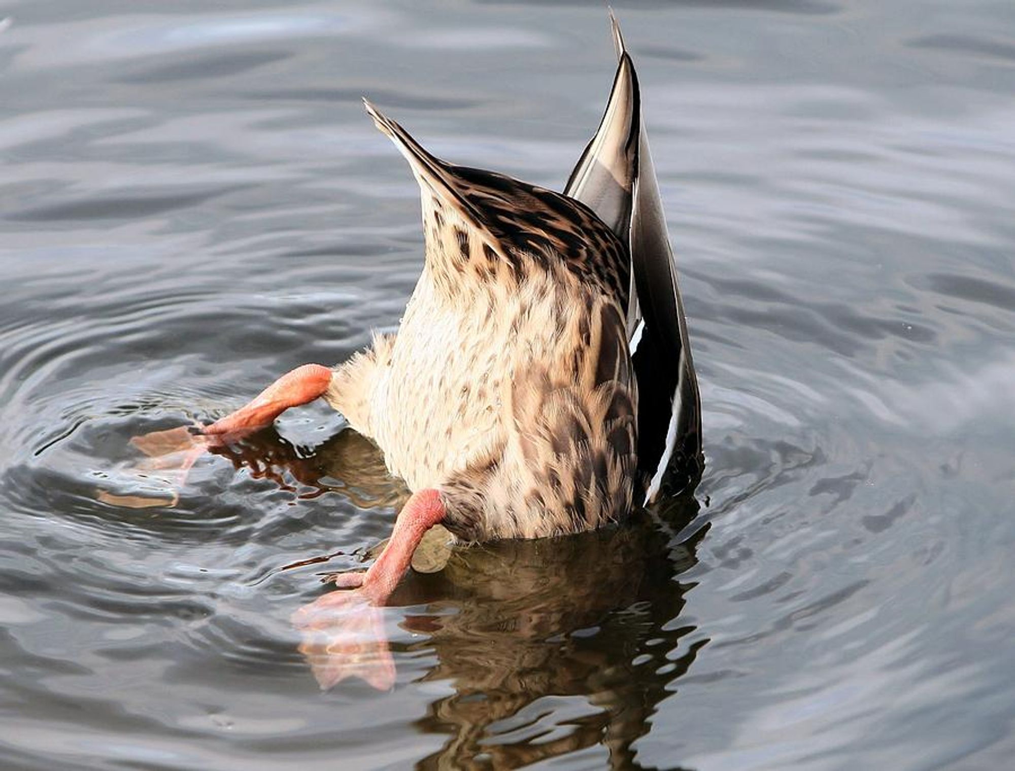 Foto einer weiblichen Stockente die kopfüber im Wasser schwimmt