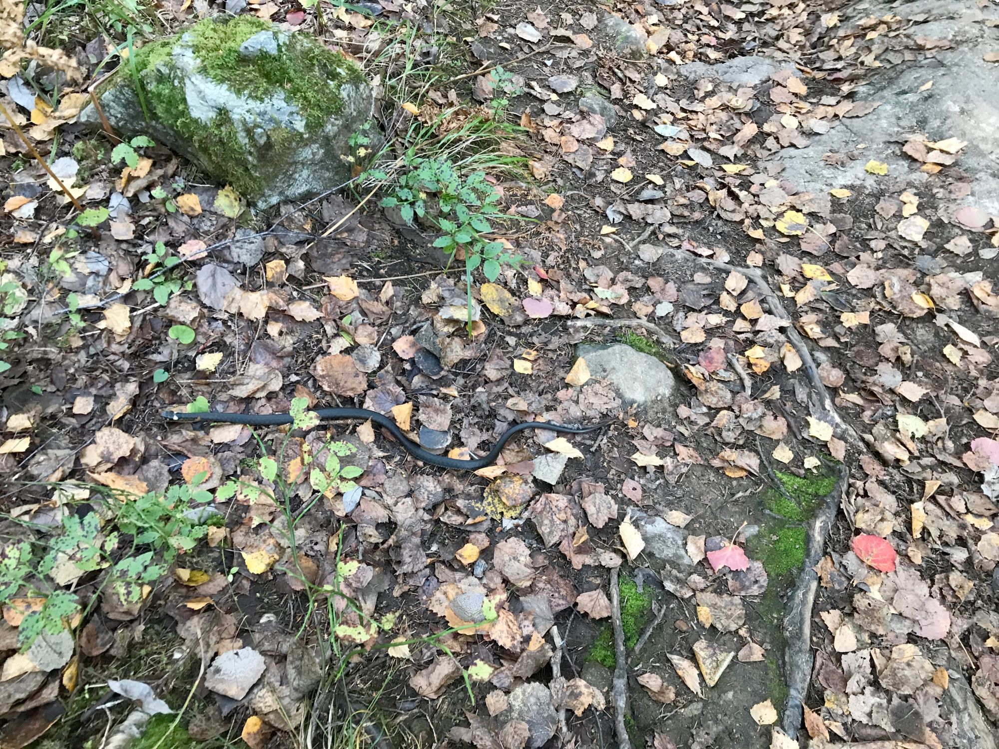 On a forest path a small black snake with yellow dots behind the eyes