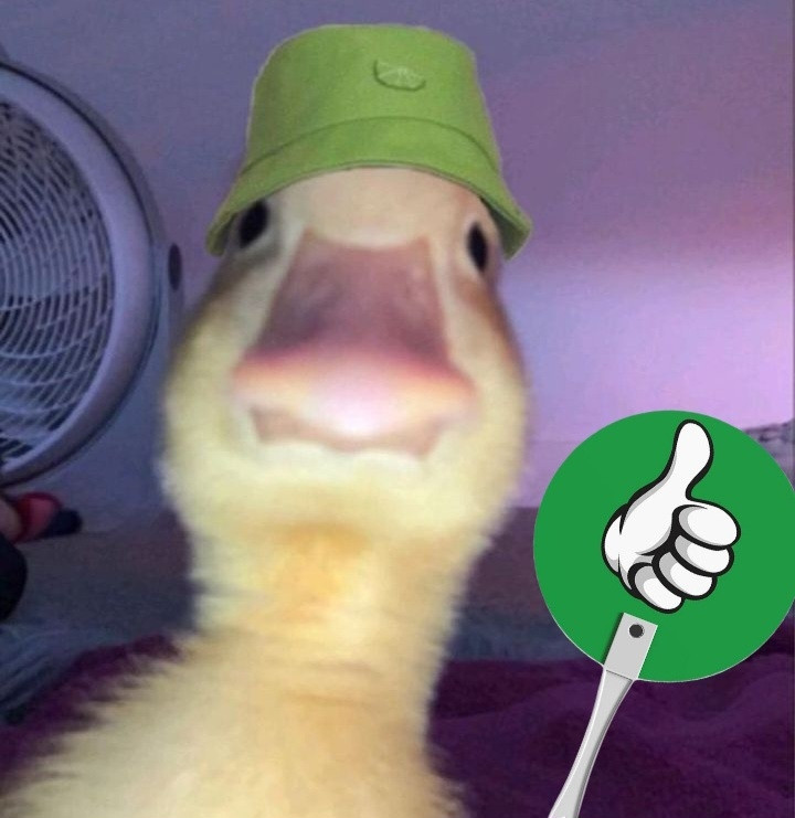 Une cane avec un bob en face cam qui tient un panneau pouce en l'air 