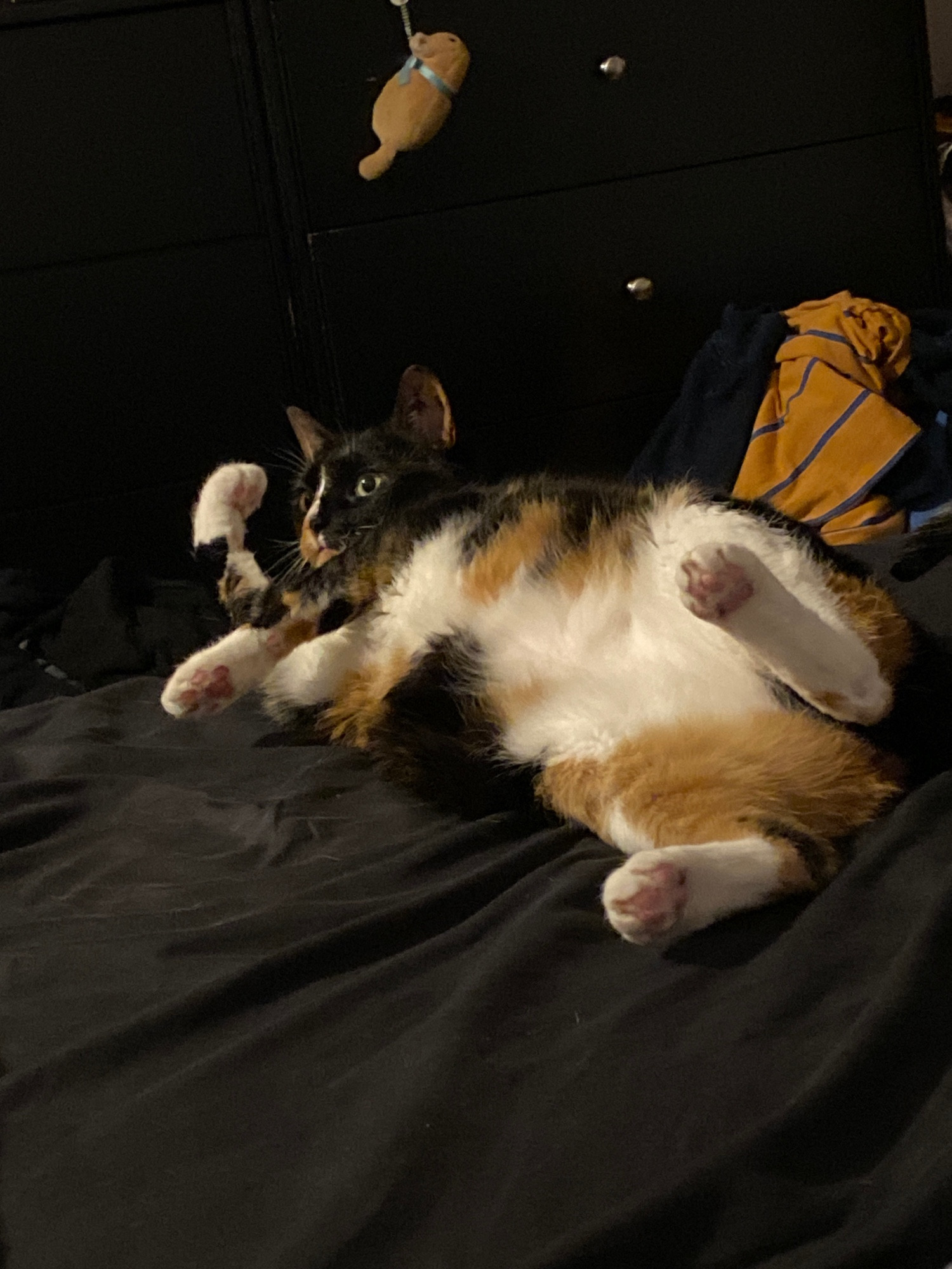 Mostly black calico with white feets and tummy, pink paw pads, rolling on a black bedsheet.