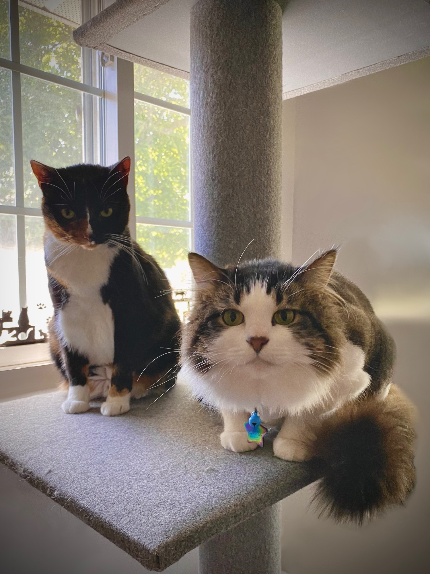 Two cats sitting next to each other on a cat tree platform by a window during the daytime. Left kitty is a mostly black shirt haired calico with a white tummy and paws. She is looking at the camera with a grumpy expression. Right kitty is a long haired white and brown tabby. She has a gentle, almost confused expression. They both have green eyes.