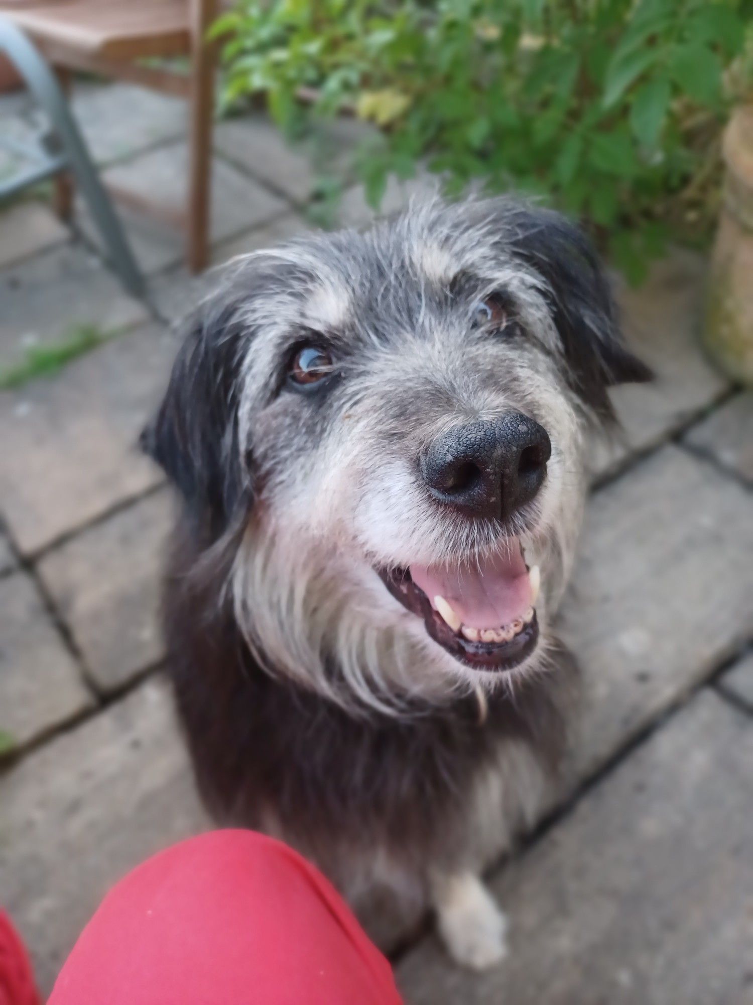 Portraitaufnahme Hund. Gesicht weiß-grau-schwarz gesträhnt. Offener Mund.