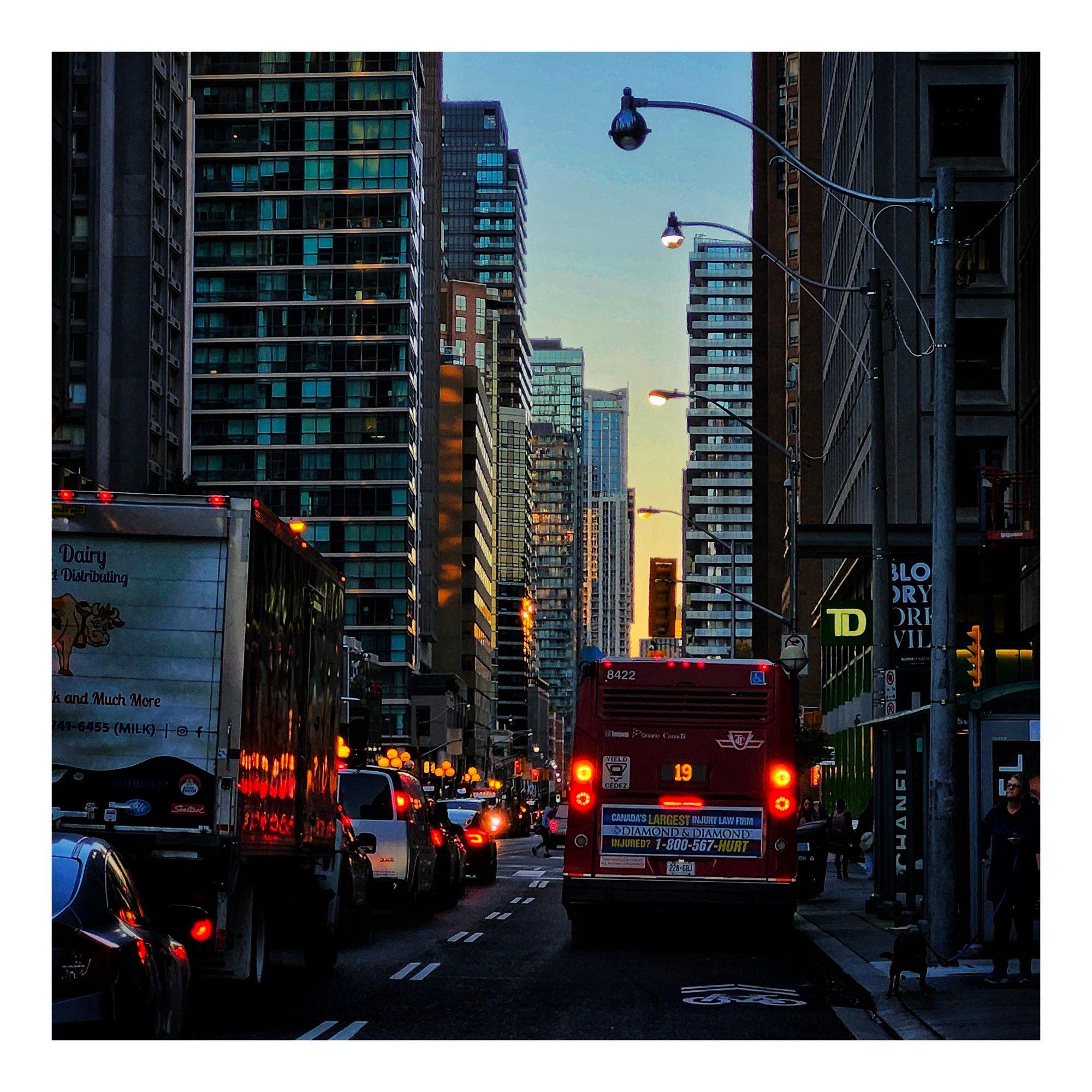 A 19 Bay bus waits to cross Bloor Street in Toronto Ontario