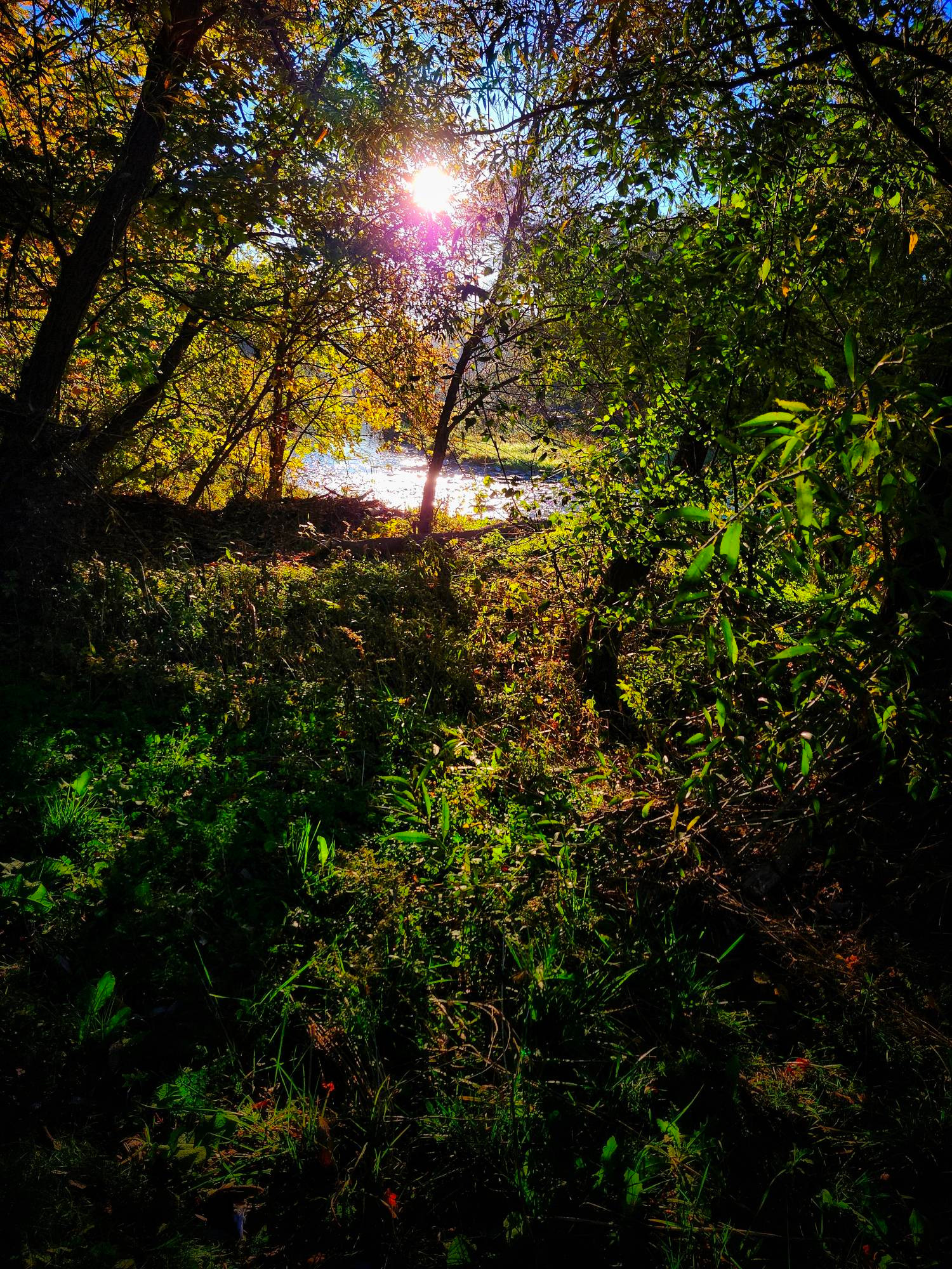 Etobicoke Creek flows through the middle of the photograph with the sun illuminating various autumn-coloured flora 