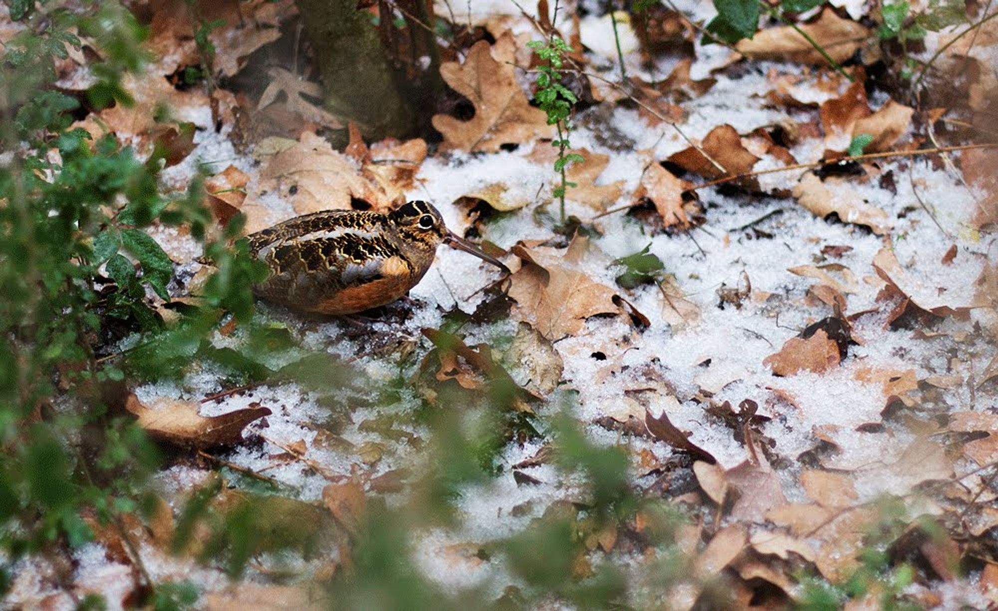 An American Woodcock bird, standing atop ice-covered oak leaves.