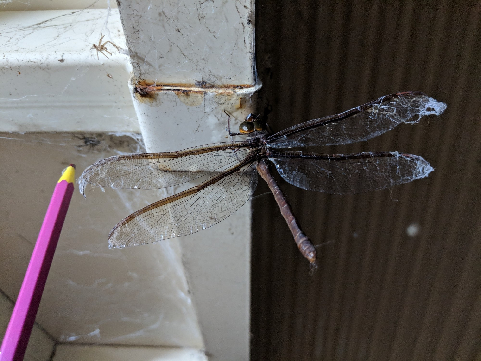 Large dragonfly with cobwebs on it's wings because it was big enough to fly through and back out. There is a pencil in the image for comparison, the dragonfly's wingspan is about the length of the pencil