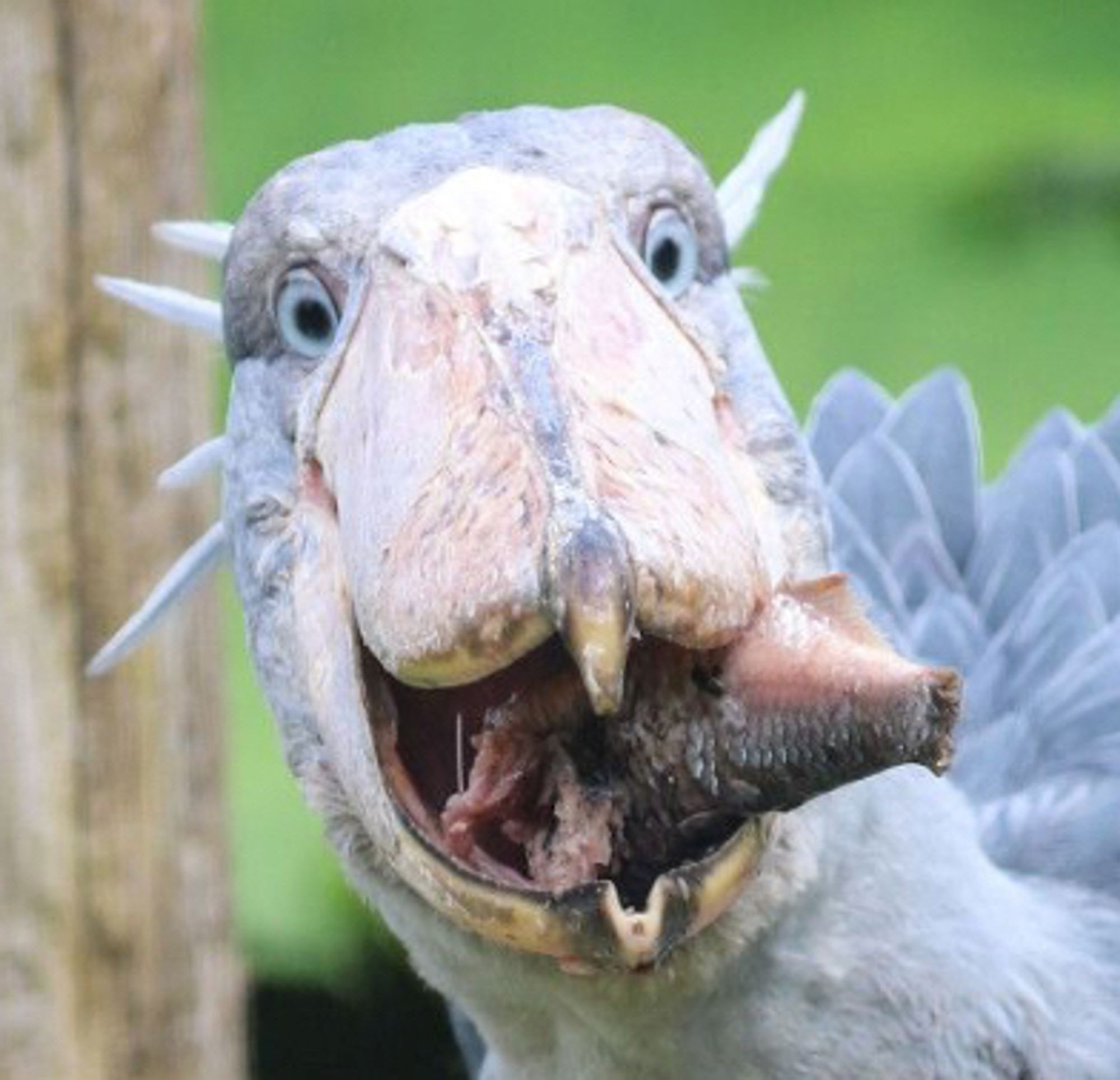 a hilariously goofy bird face eating a mangled fish