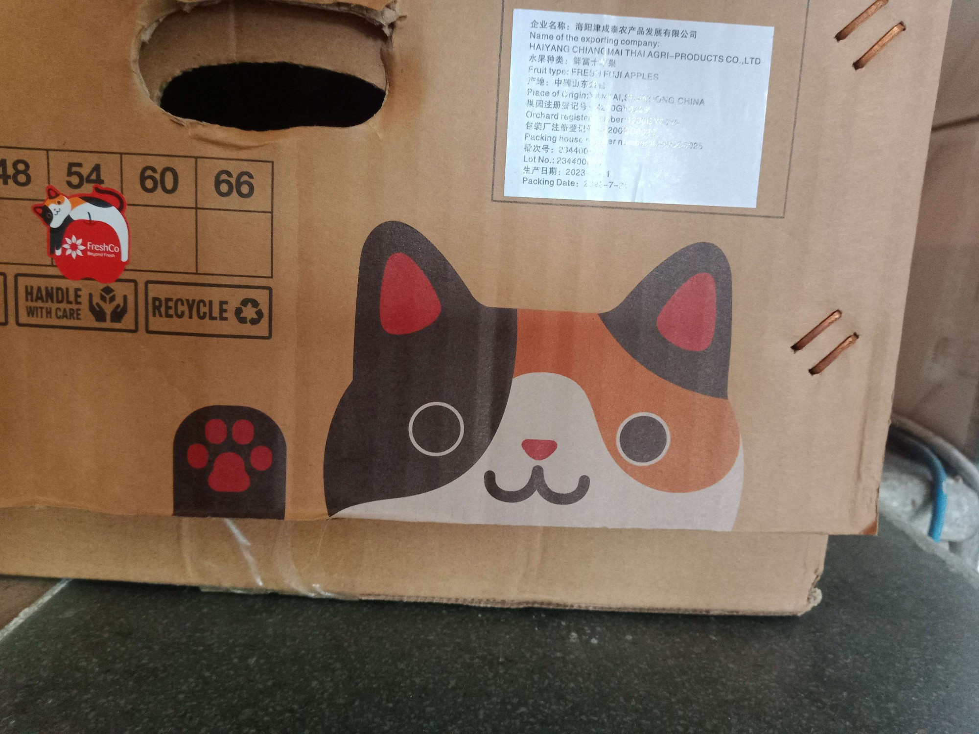 A box with a calico cat peeking