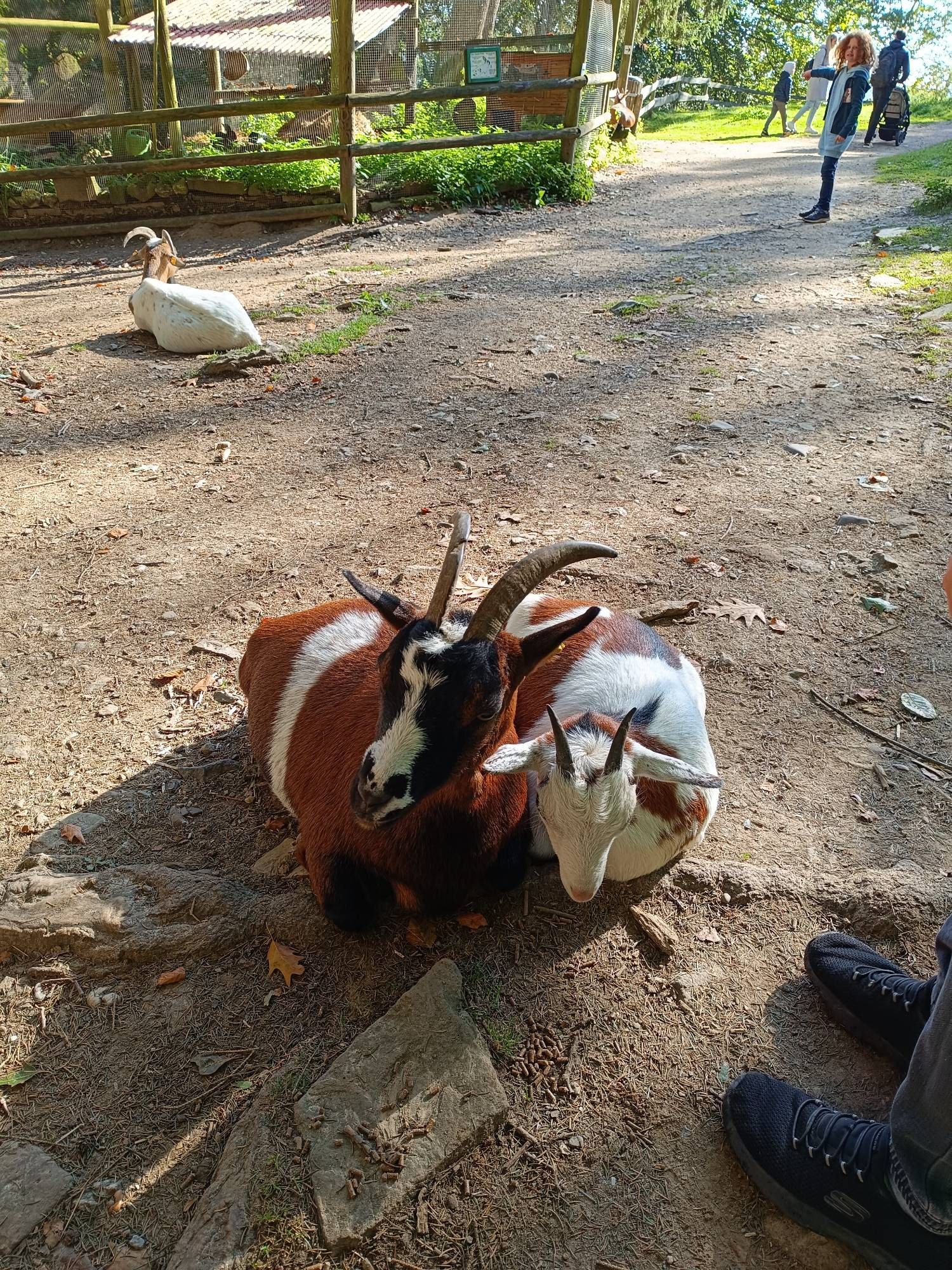 2 Ziegen im Wildpark eng zusammen