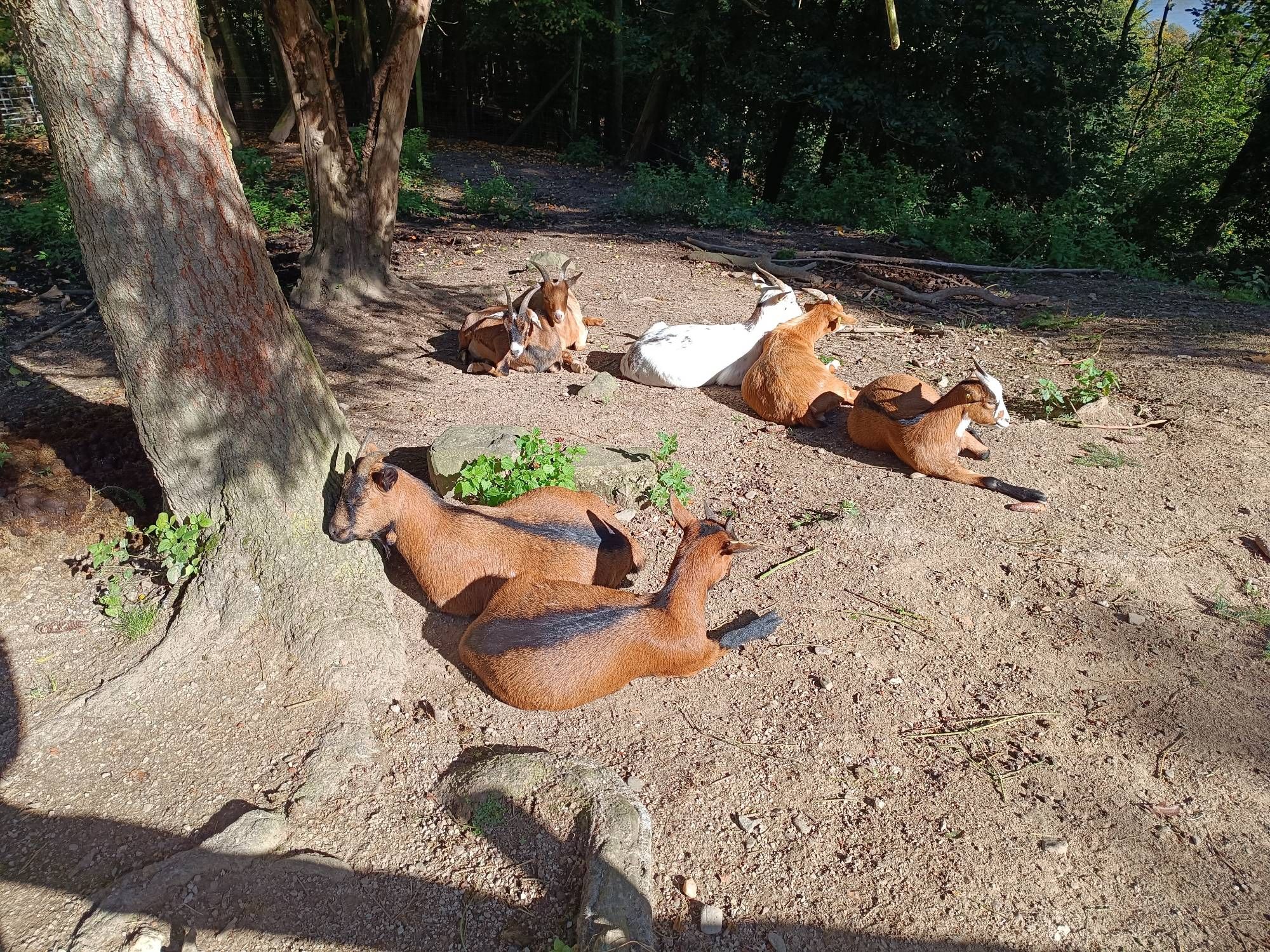 5 Ziegen liegen in der Sonne