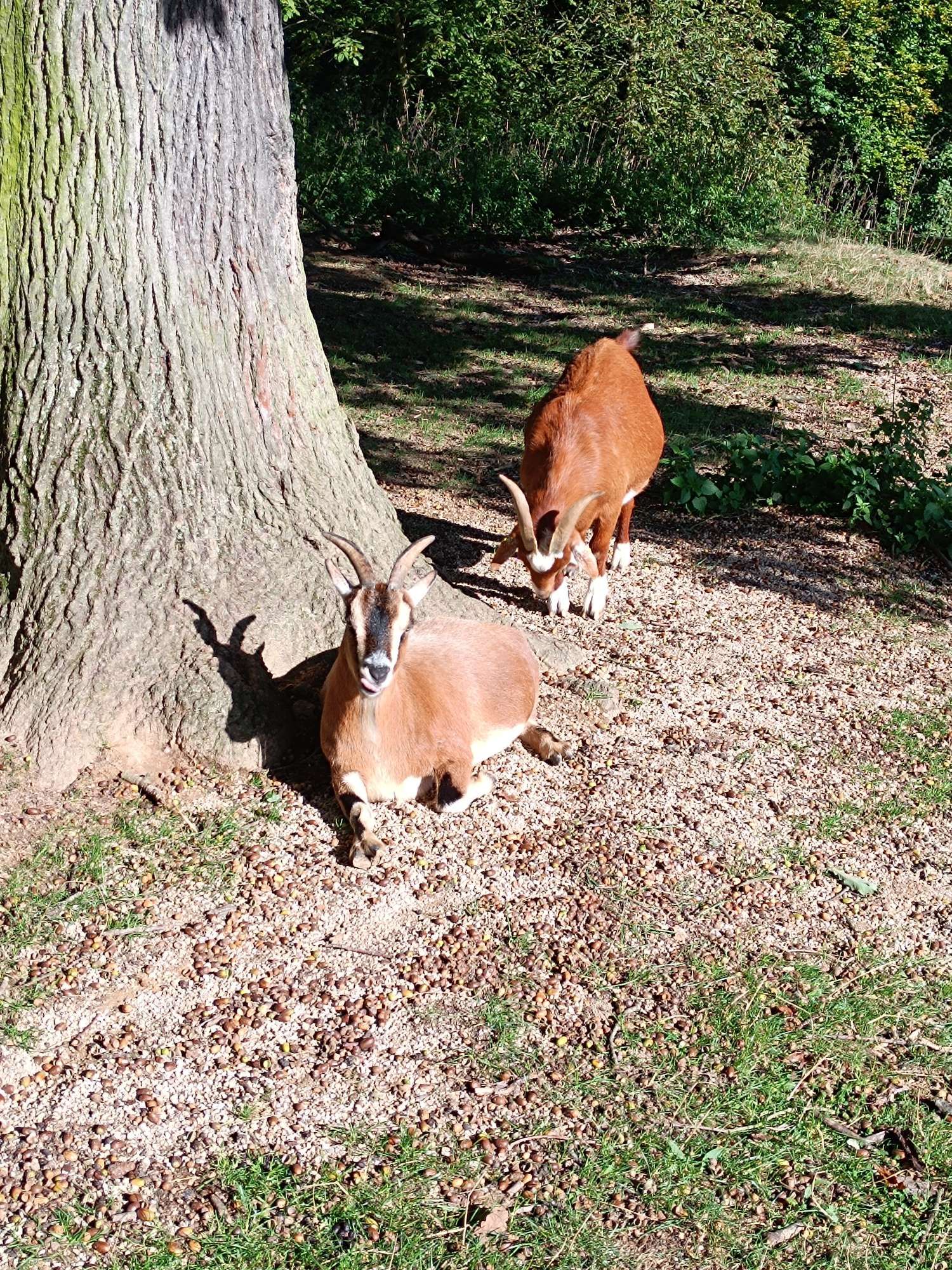 2 Ziegen in der Sonne an einem Baumstamm