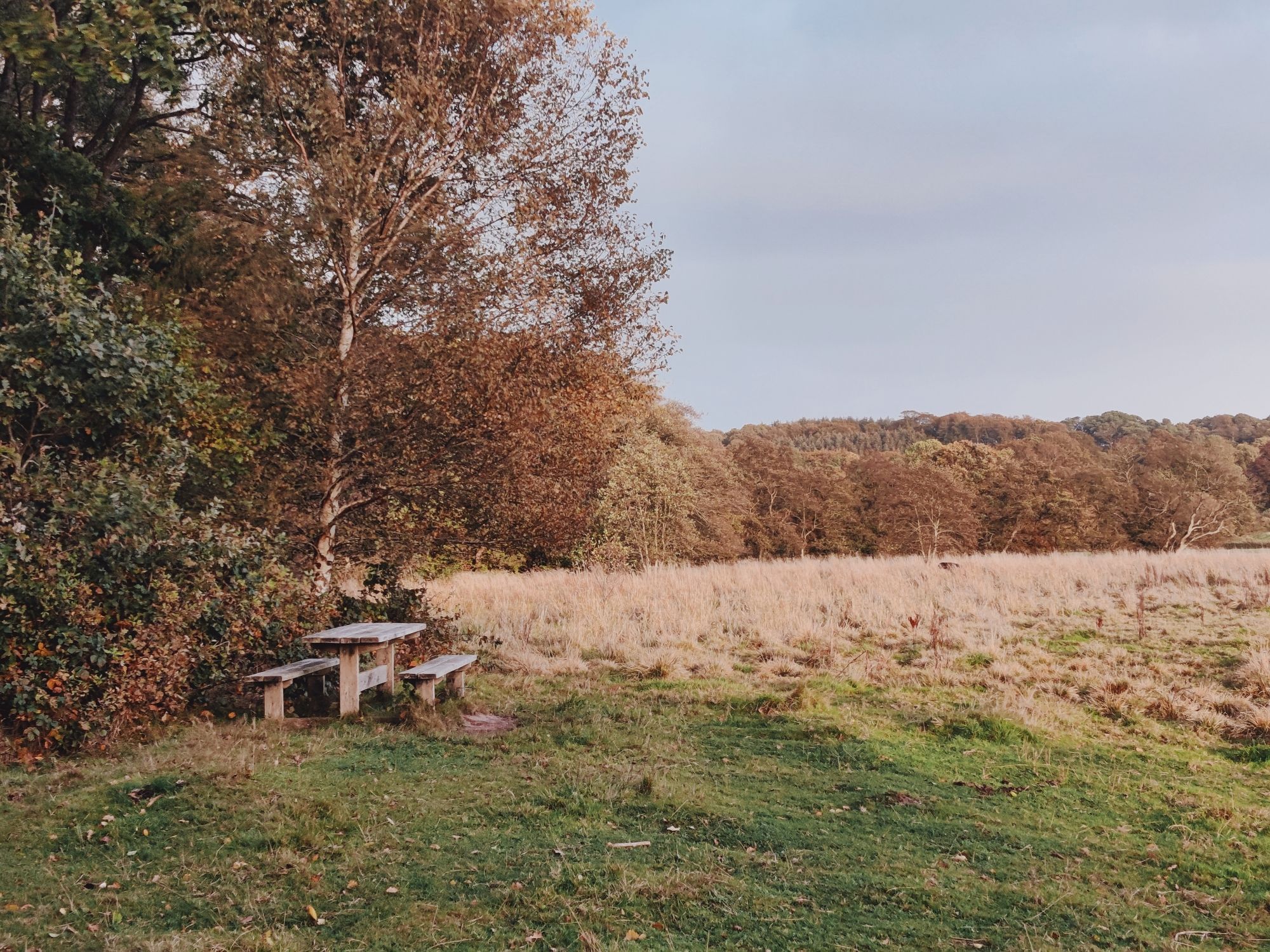 View out over a meadow by a river. On the left side, an old wooden picnic table is situated next to trees and brambles.