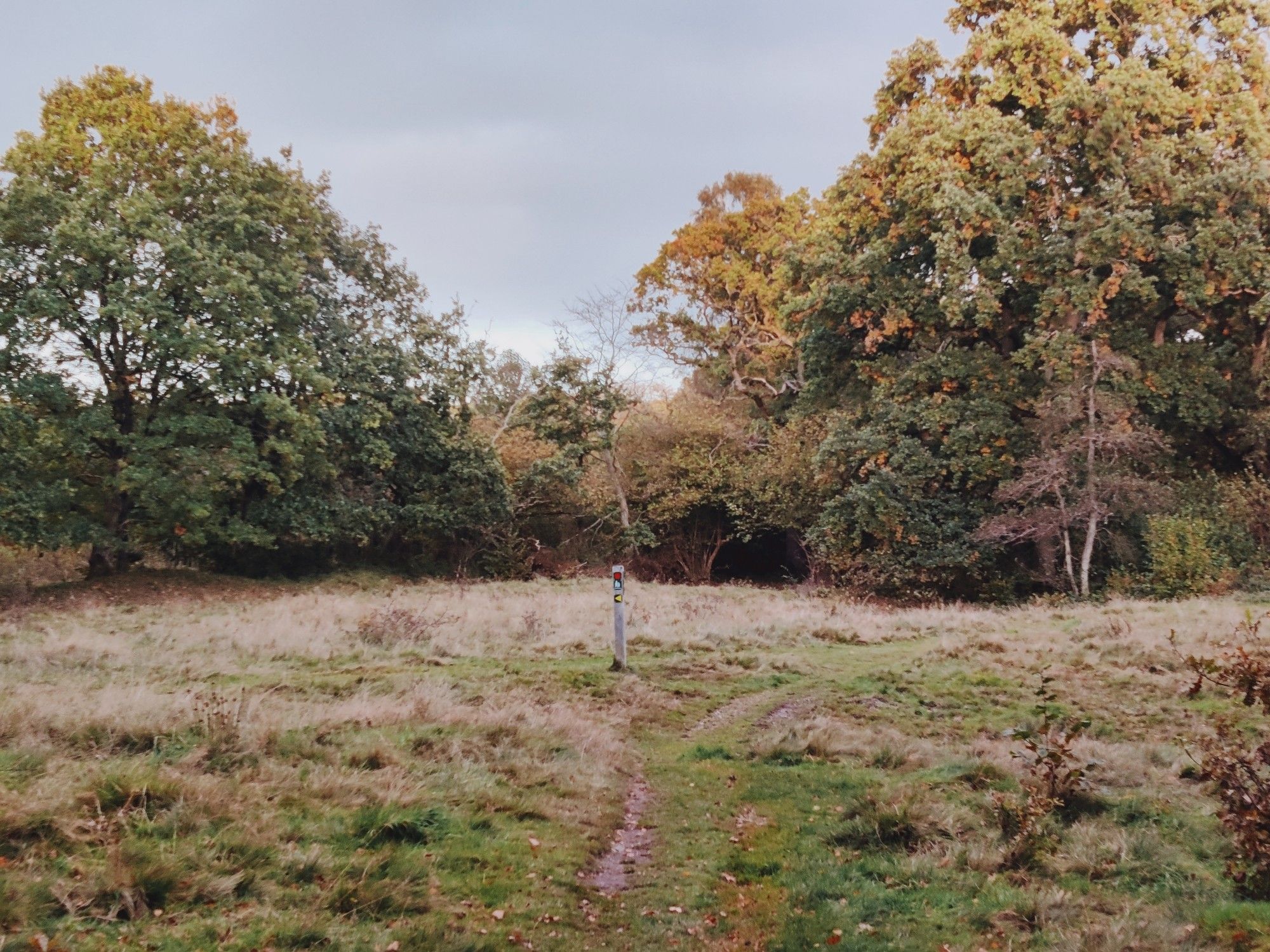 A meadow in the woods. The rough path forks to both sides, with a sign-post in the middle. On the far side, the trees create a dark tunnel leading into the woods.