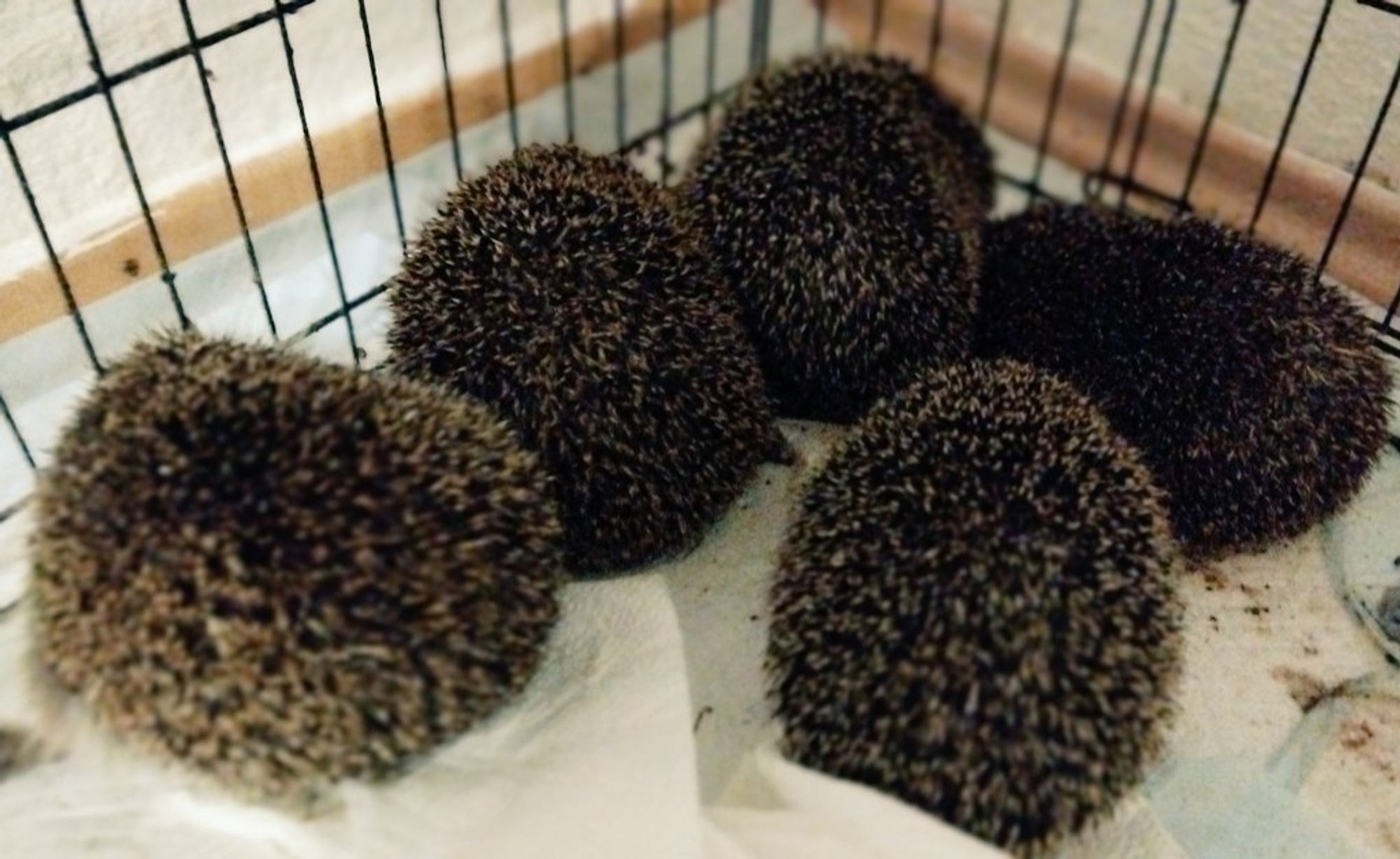 Fünf Igel in Käfig