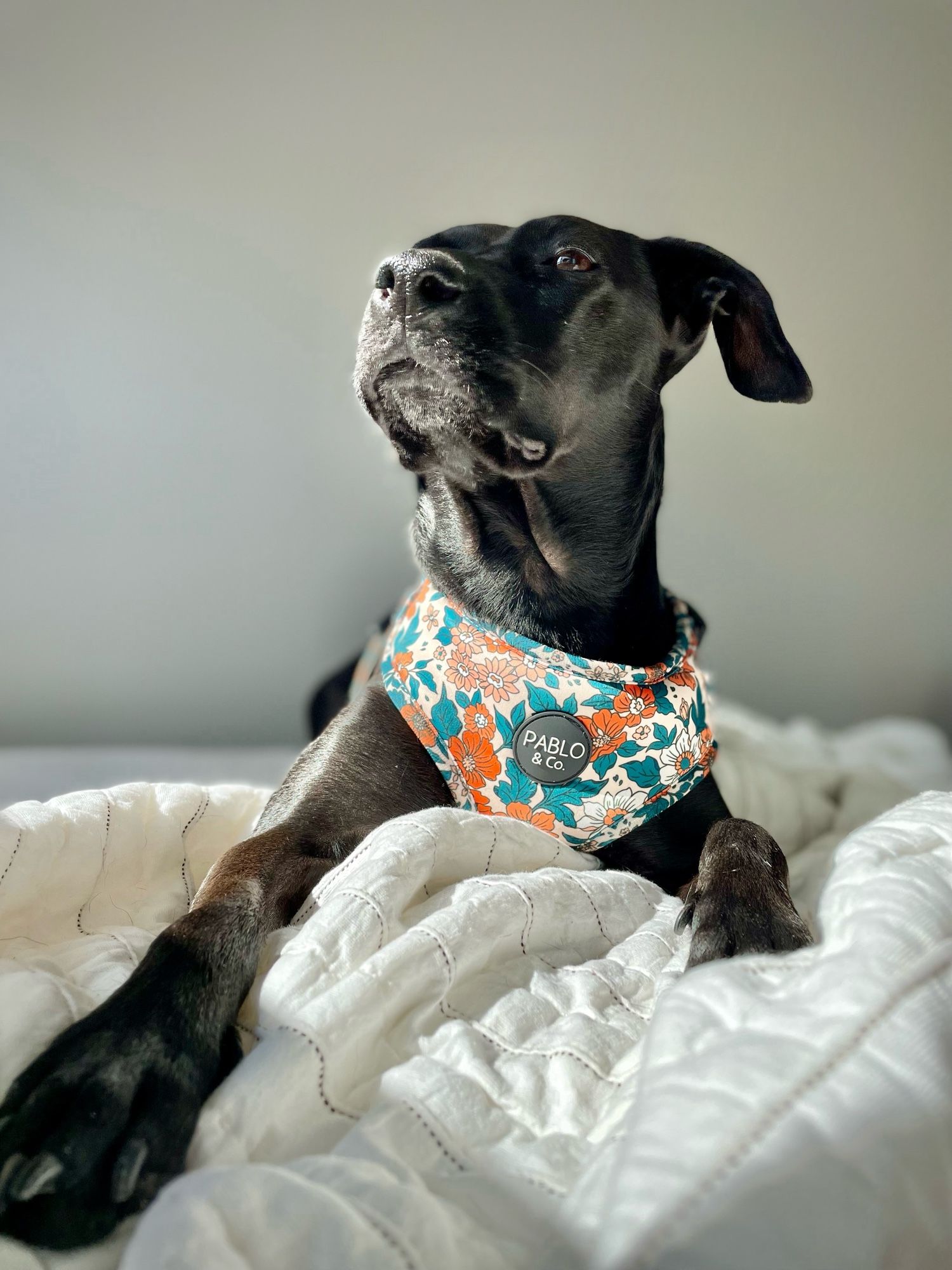 Small black lab mix in a floral harness lying on a white comforter looking regal