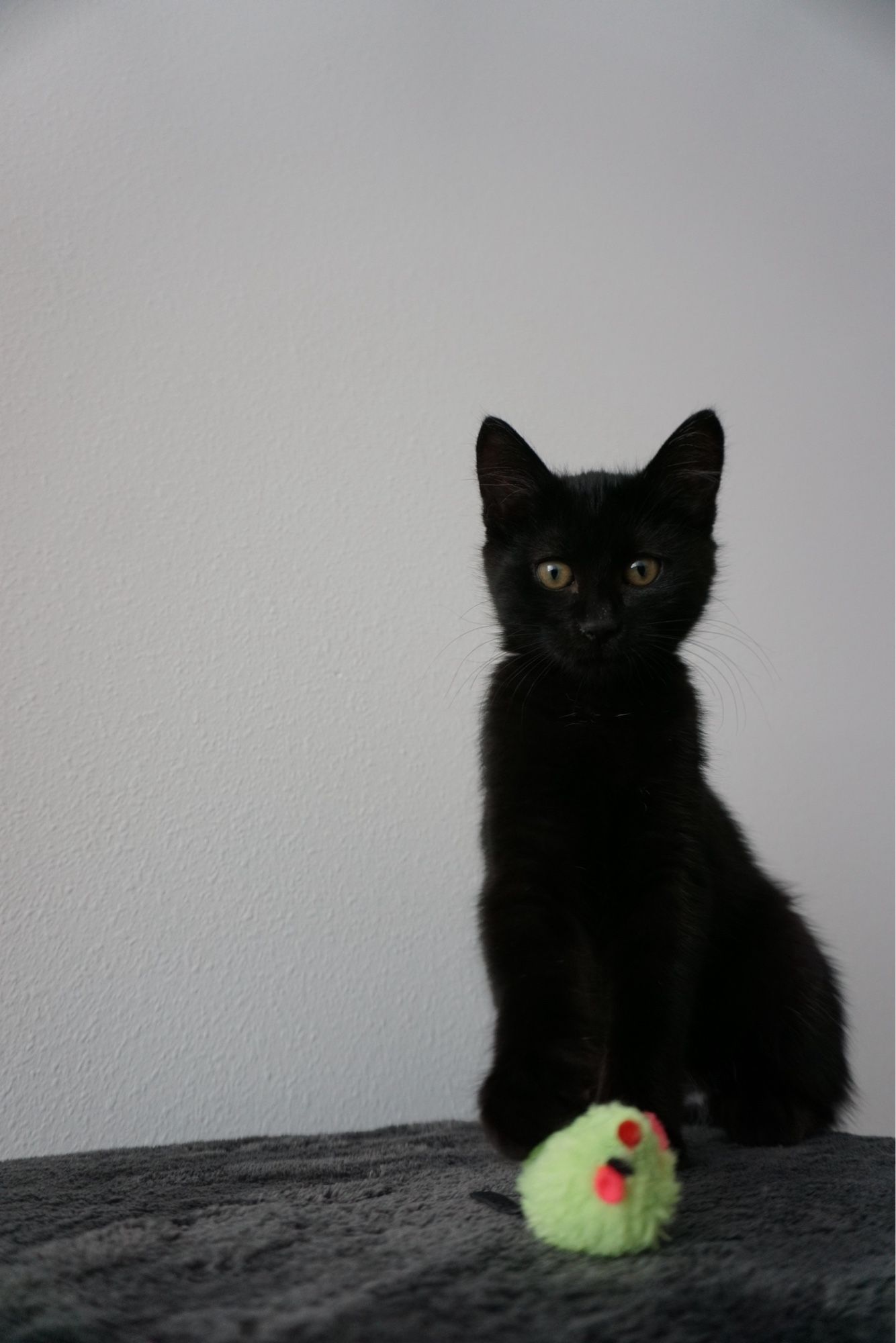 The black kitten stares at the camera with one paw on a neon green toy mouse in the foreground.