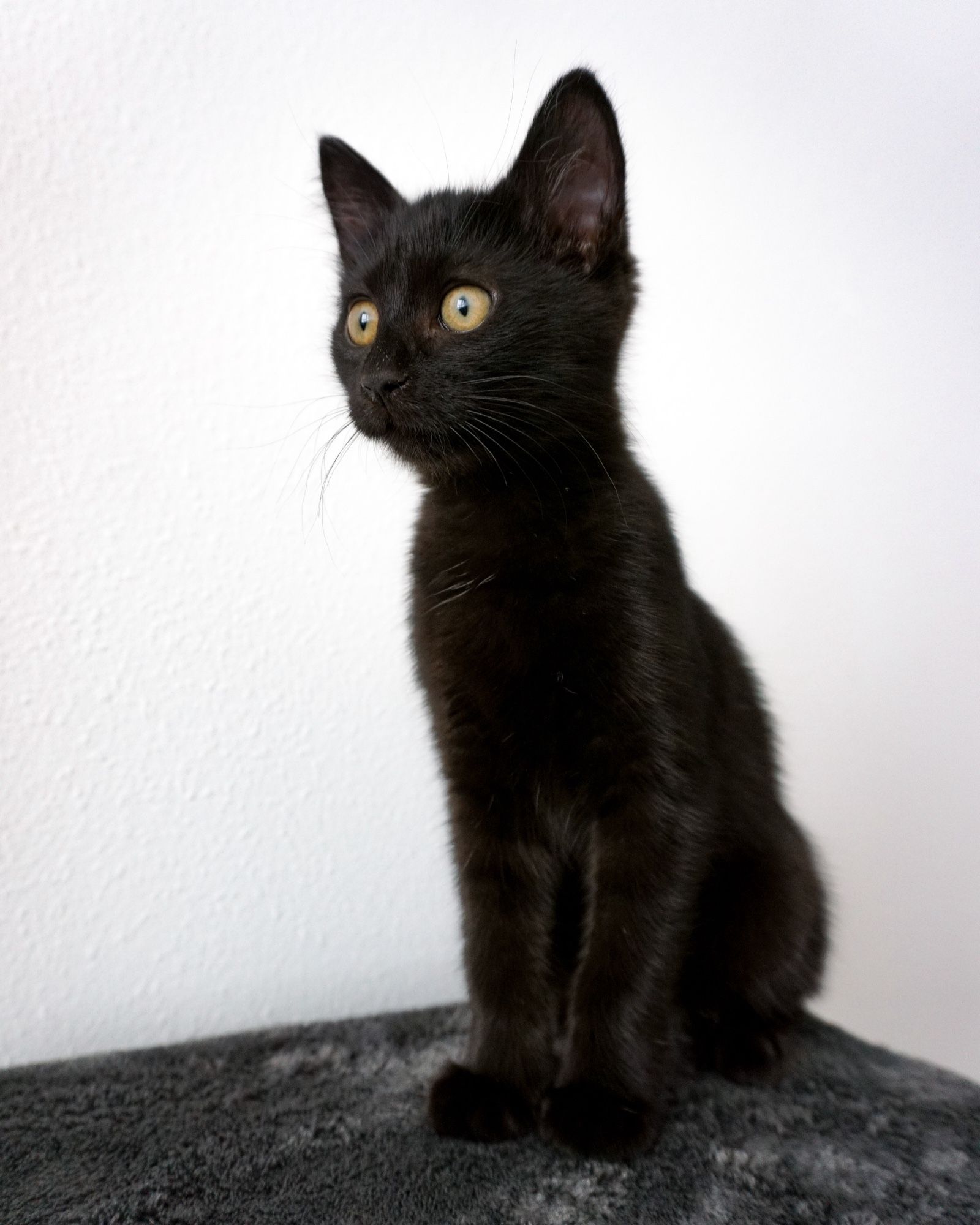 A fuzzy black kitten sits staring off camera. She looks vaguely alarmed, but that may be because her head is too big for her body and her eyes are very round.