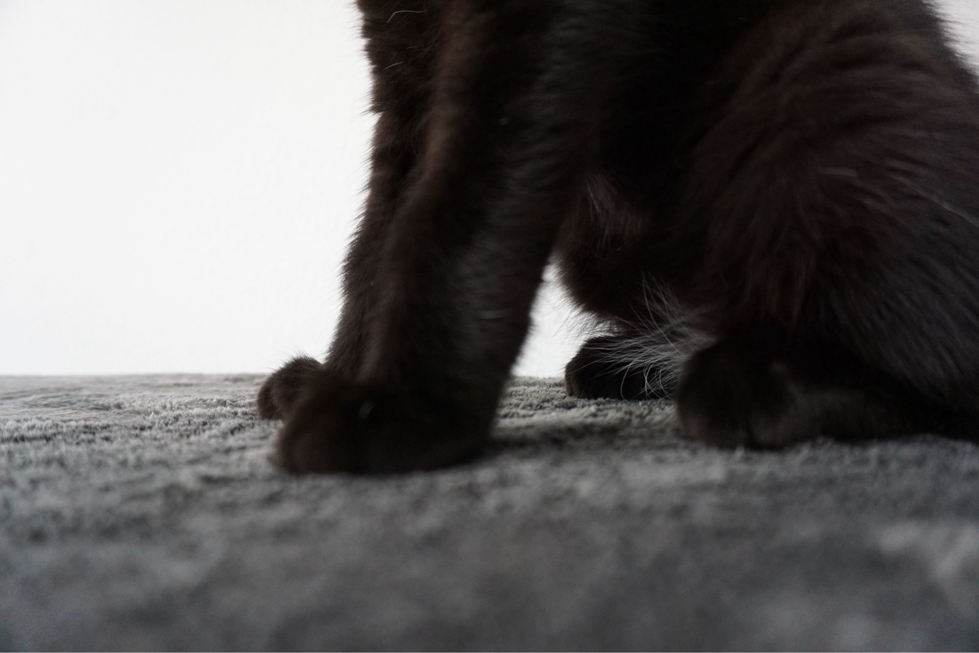 A close up of the black kitten’s paws, showing a tuft of longer white fur on her belly