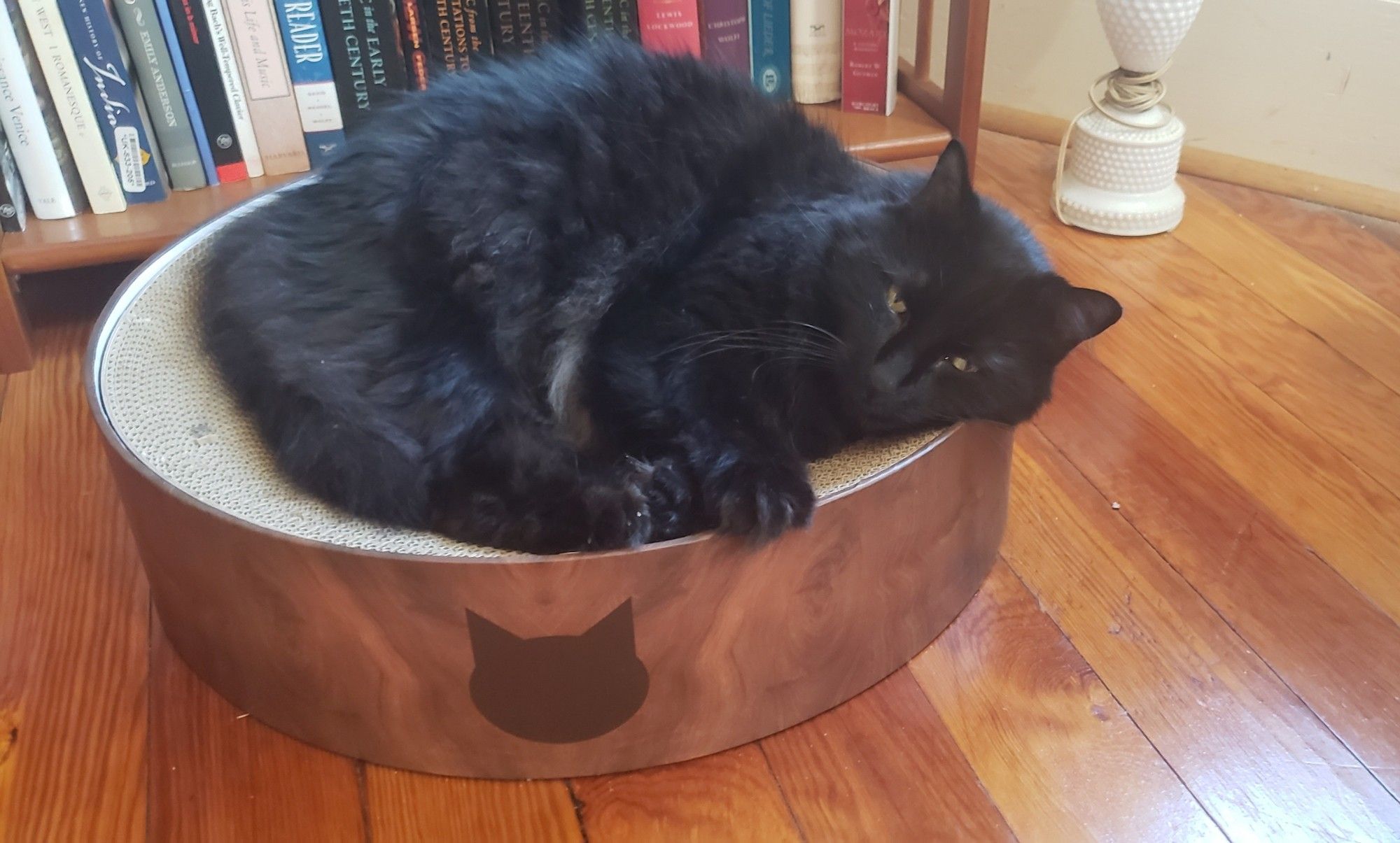 A fuzzy and sleepy black cat lies on a round bed, all his paws bunched up and touching.